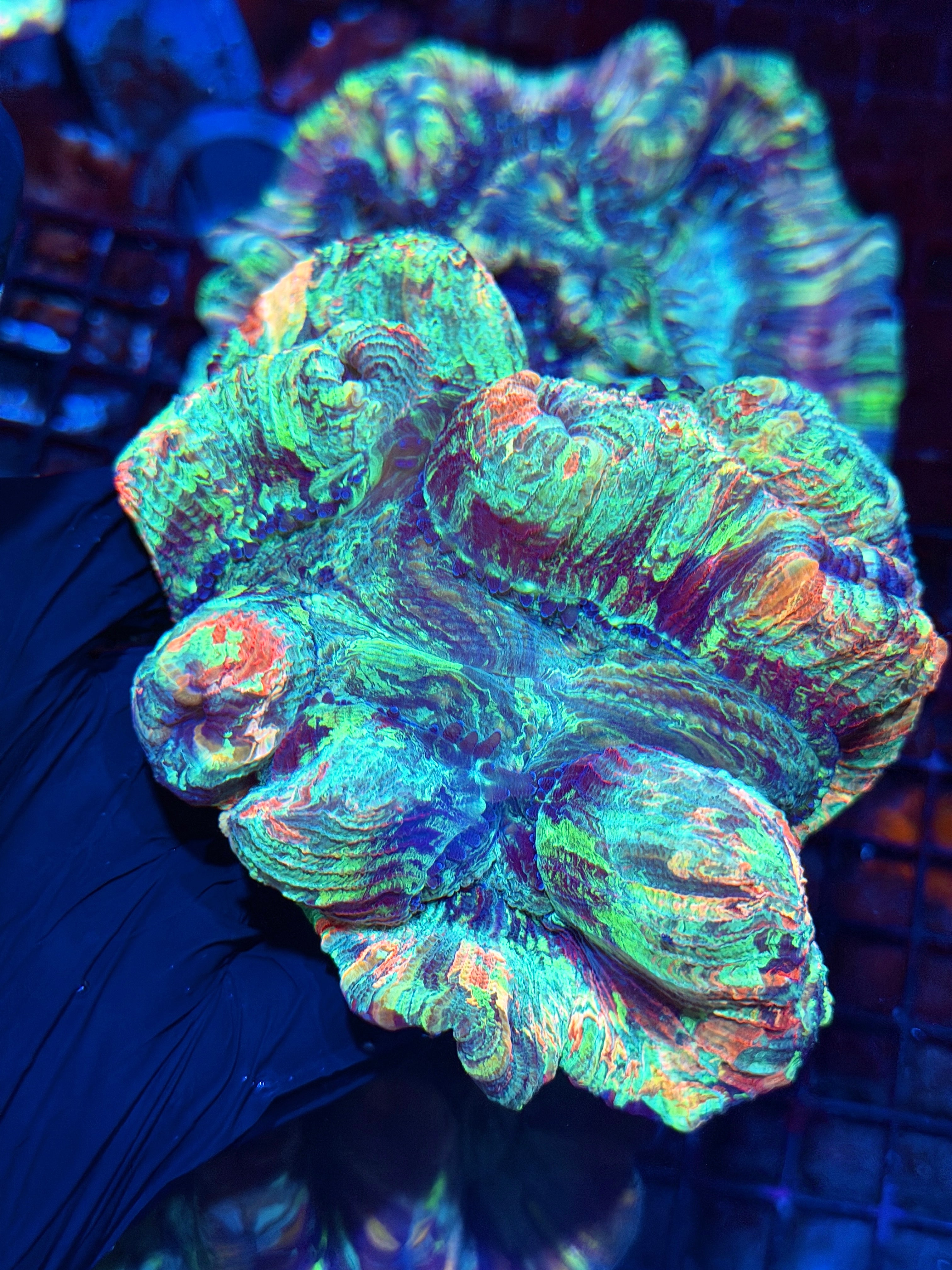 Rainbow Trachyphyllia Meat Coral XXL Show Piece