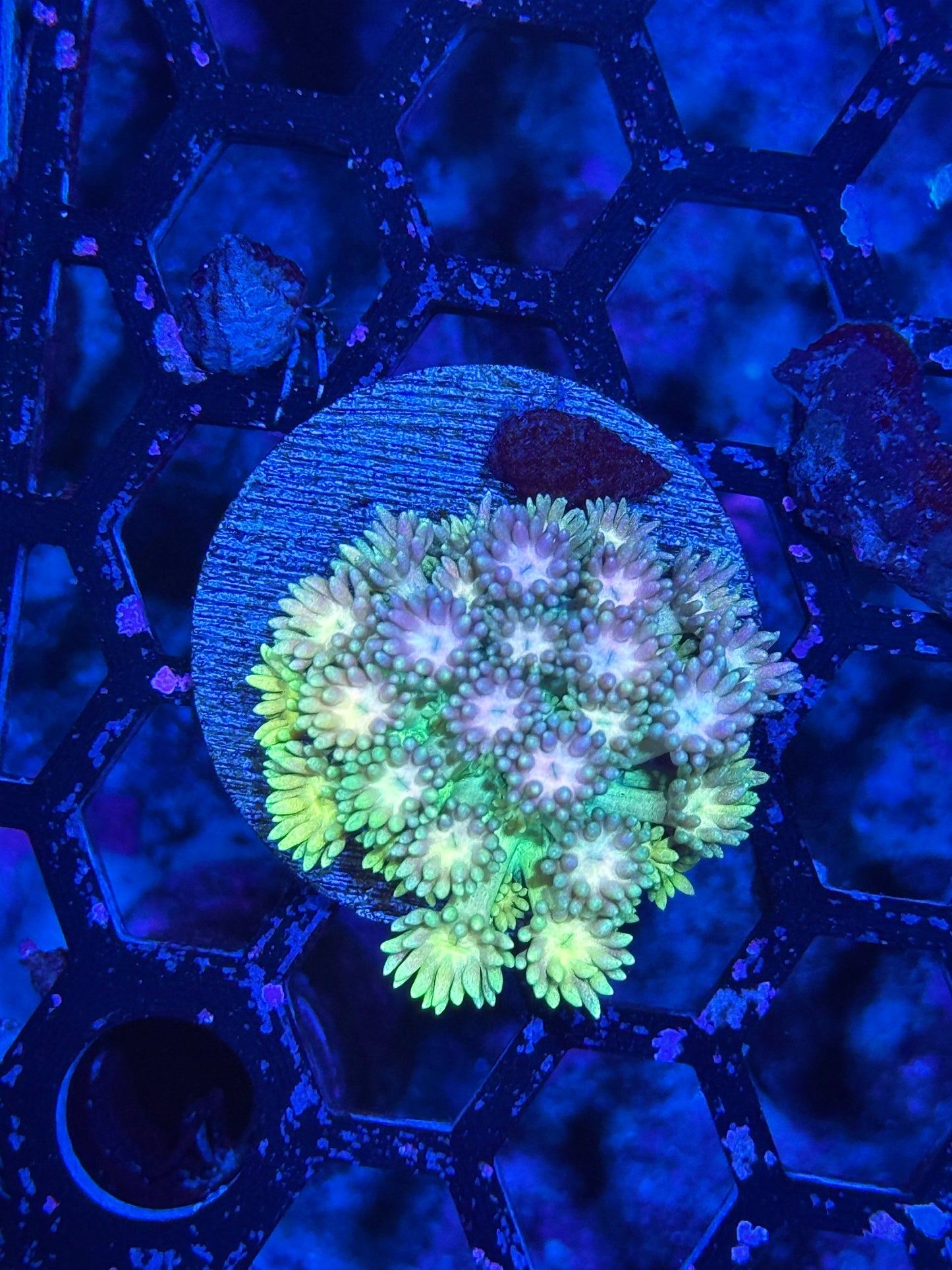 JEA Rainbow Sprinkles Goniopora Coral