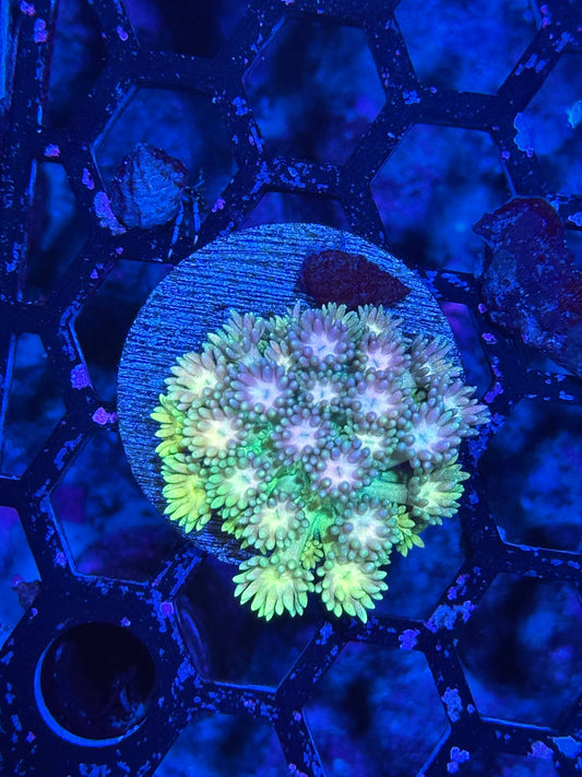 JEA Rainbow Sprinkles Goniopora Coral