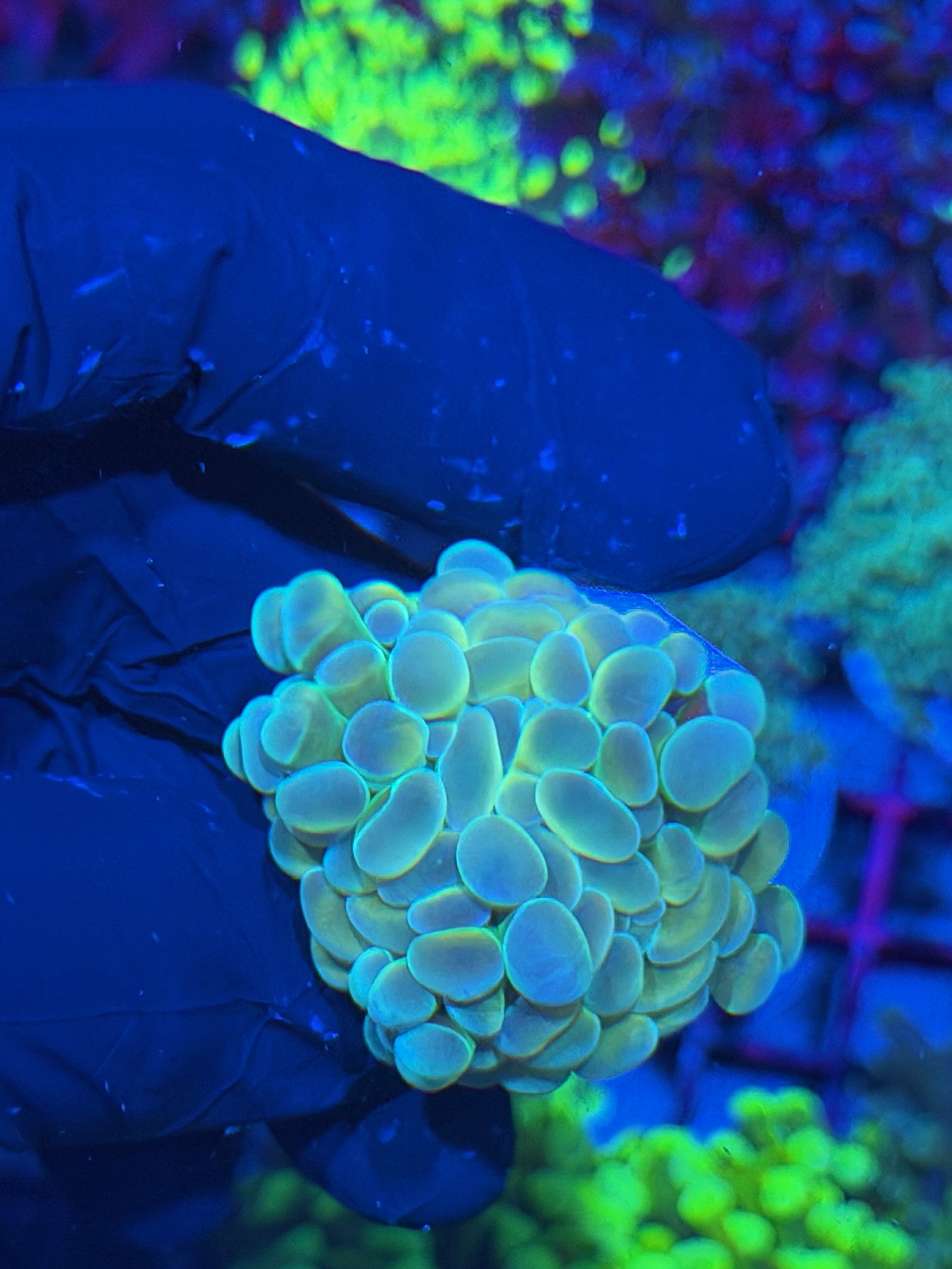 JEA  Lightsaber Hammer Coral 7/21