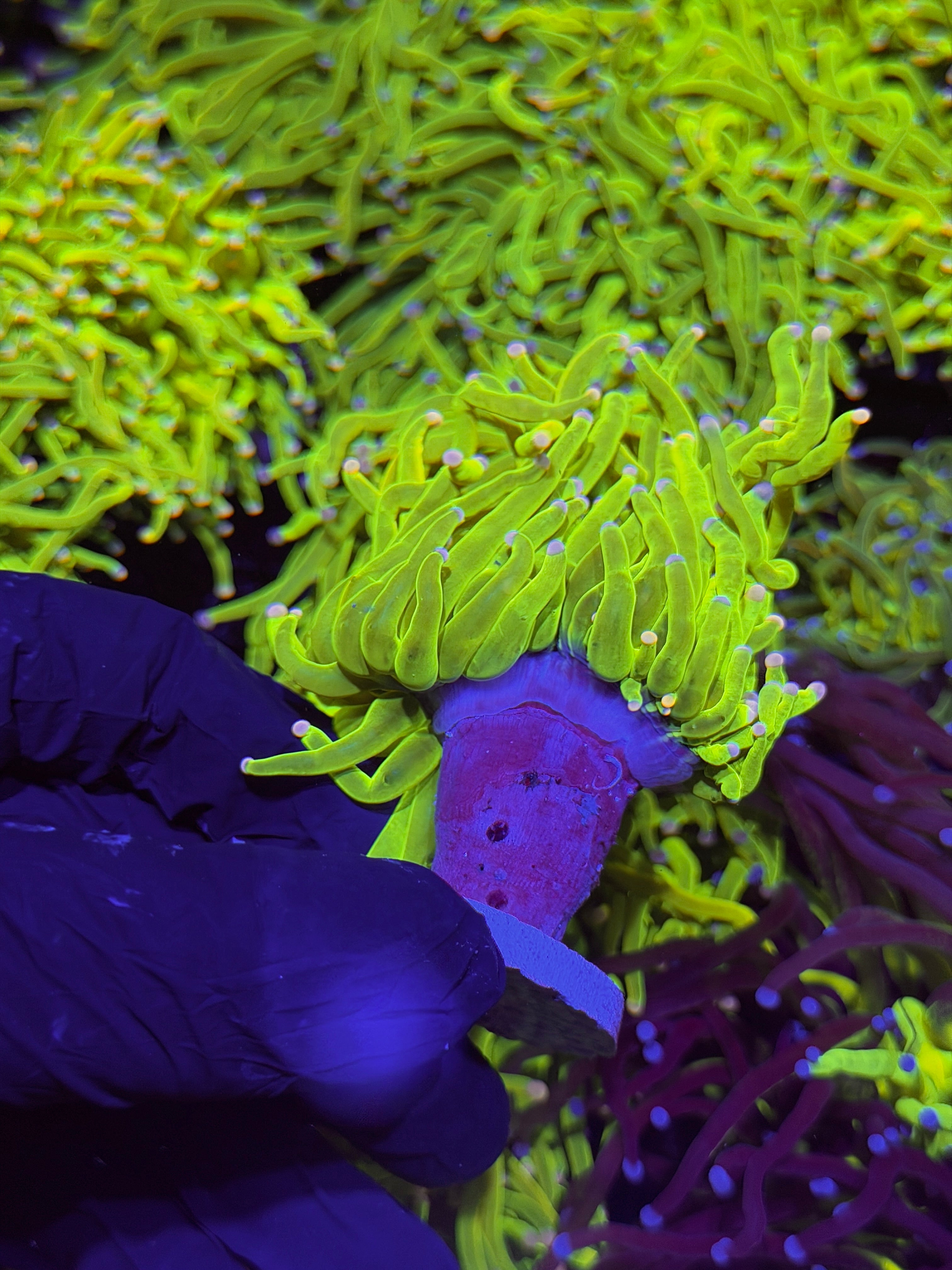 JEA Skittles Holy Grail Torch Coral 1 XXL Head Splitting ( Pink & Purple Tips )