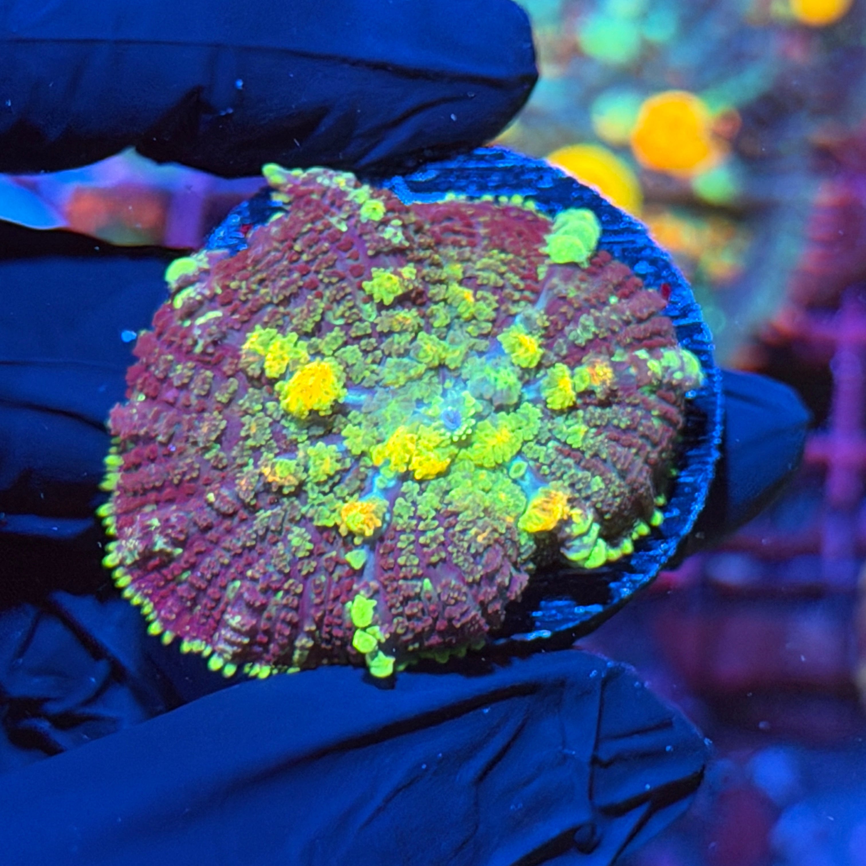 JEA Powerball Bounce Mushroom Coral XL 1.5” 3/4