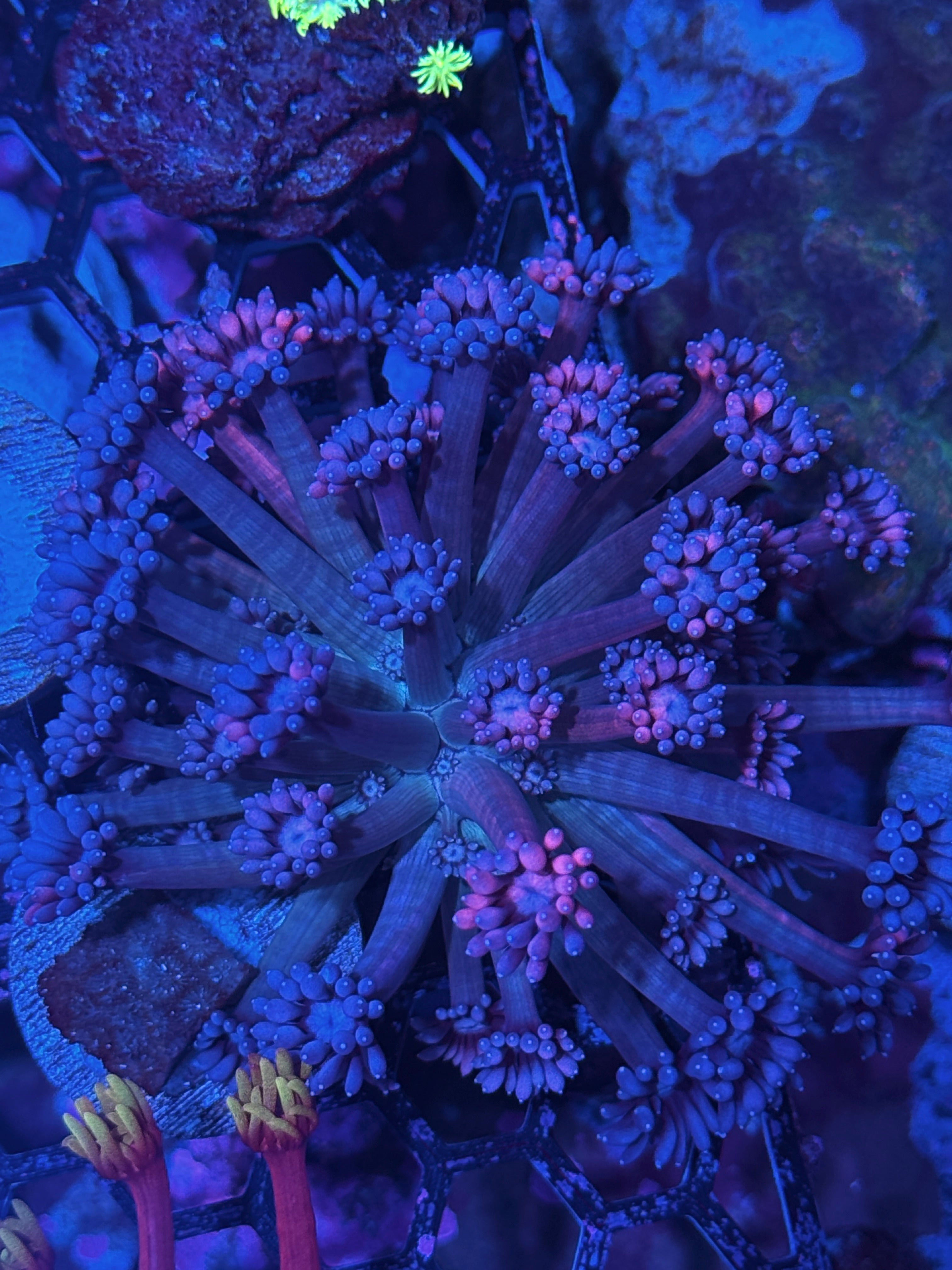 JEA Two Face Goniopora Mini Colony Grafted