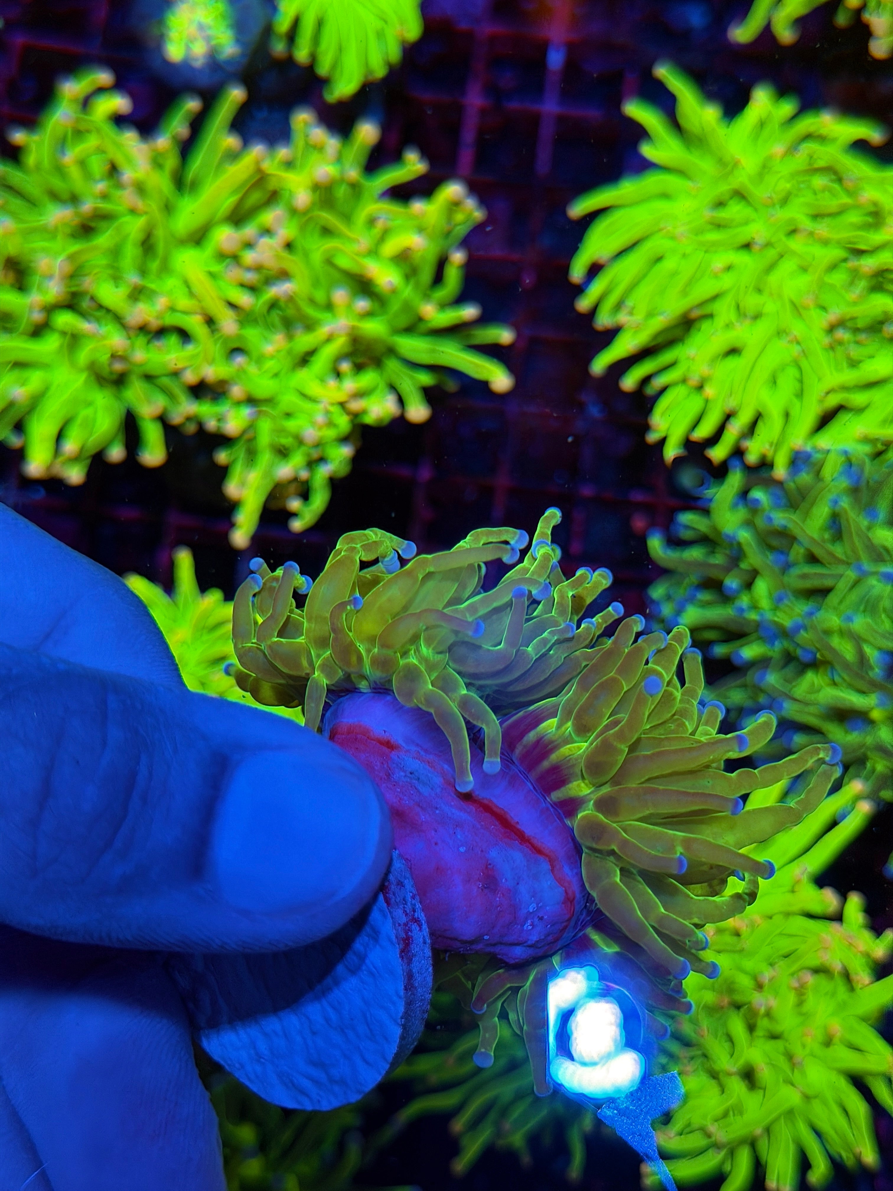 JEA Oddball Holy Grail Torch Coral 2 XL Head