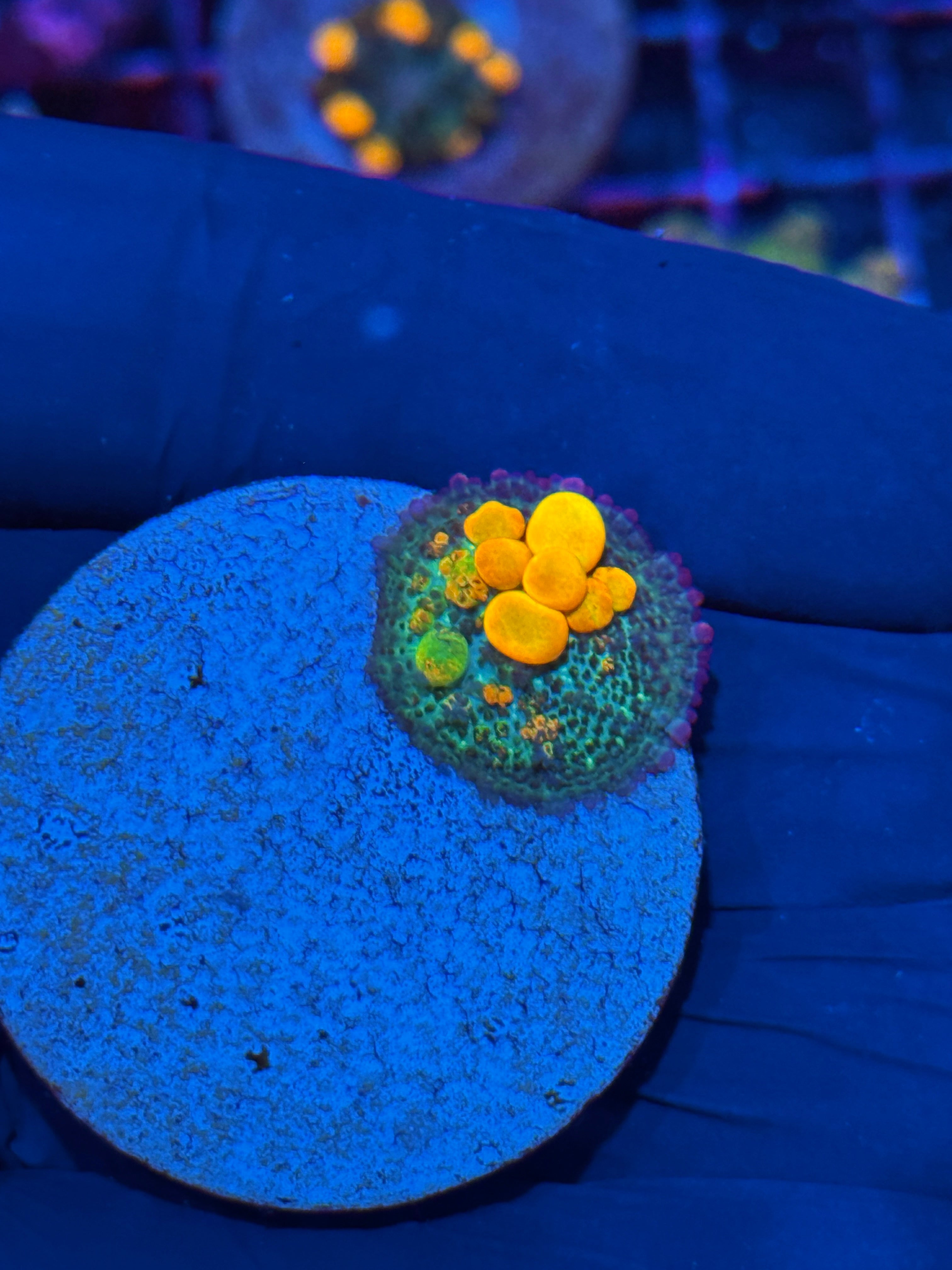 WWC OG Bounce Mushroom Coral 10/12