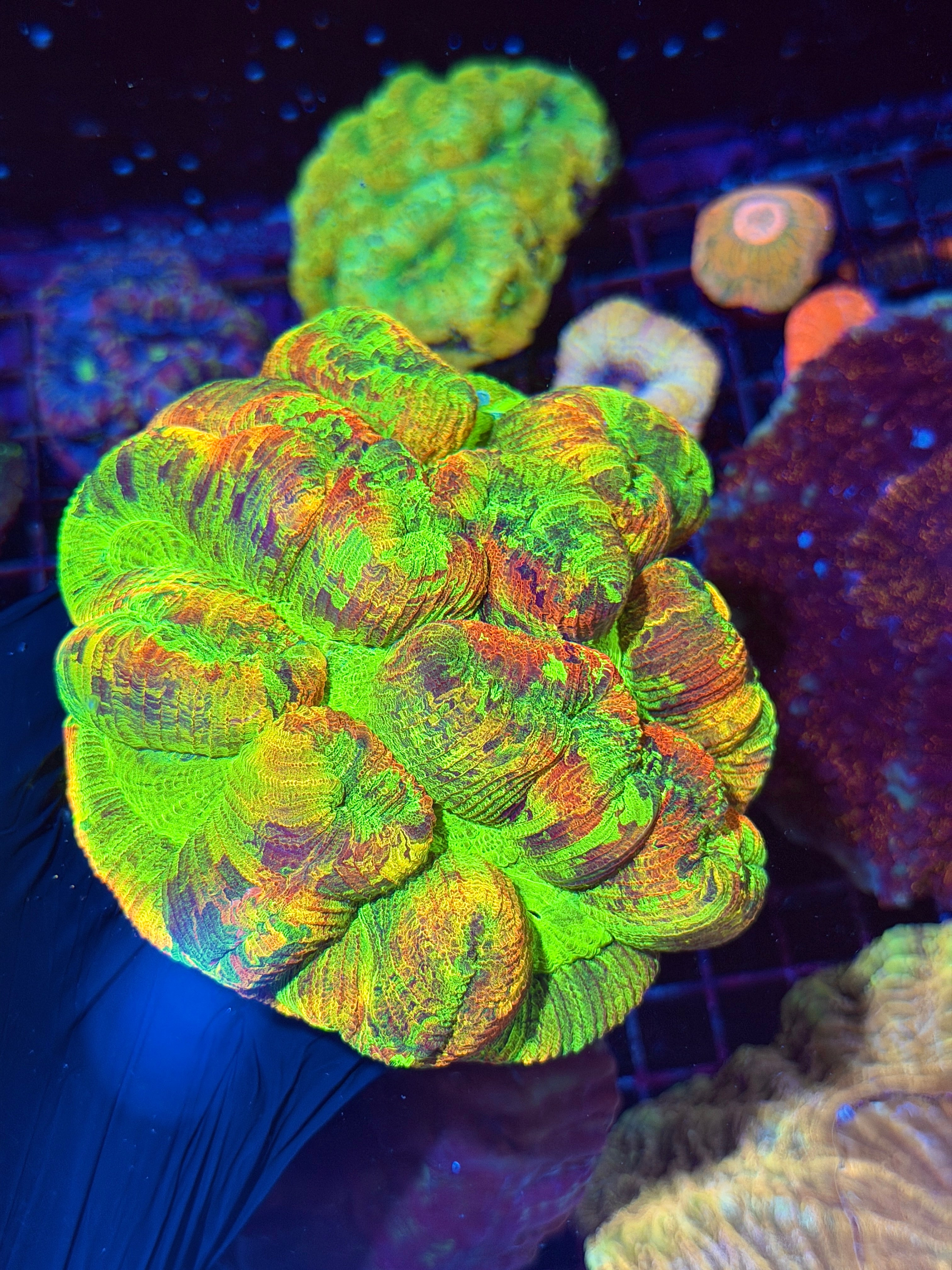 Insanely Bright Multicolor Trachyphyllia Meat Coral XXXL Show Piece