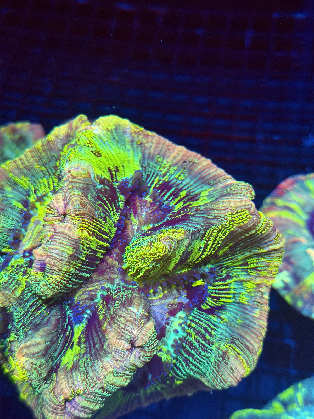 Rainbow Holographic Trachyphyllia Meat Coral XXL Show Piece 9/27