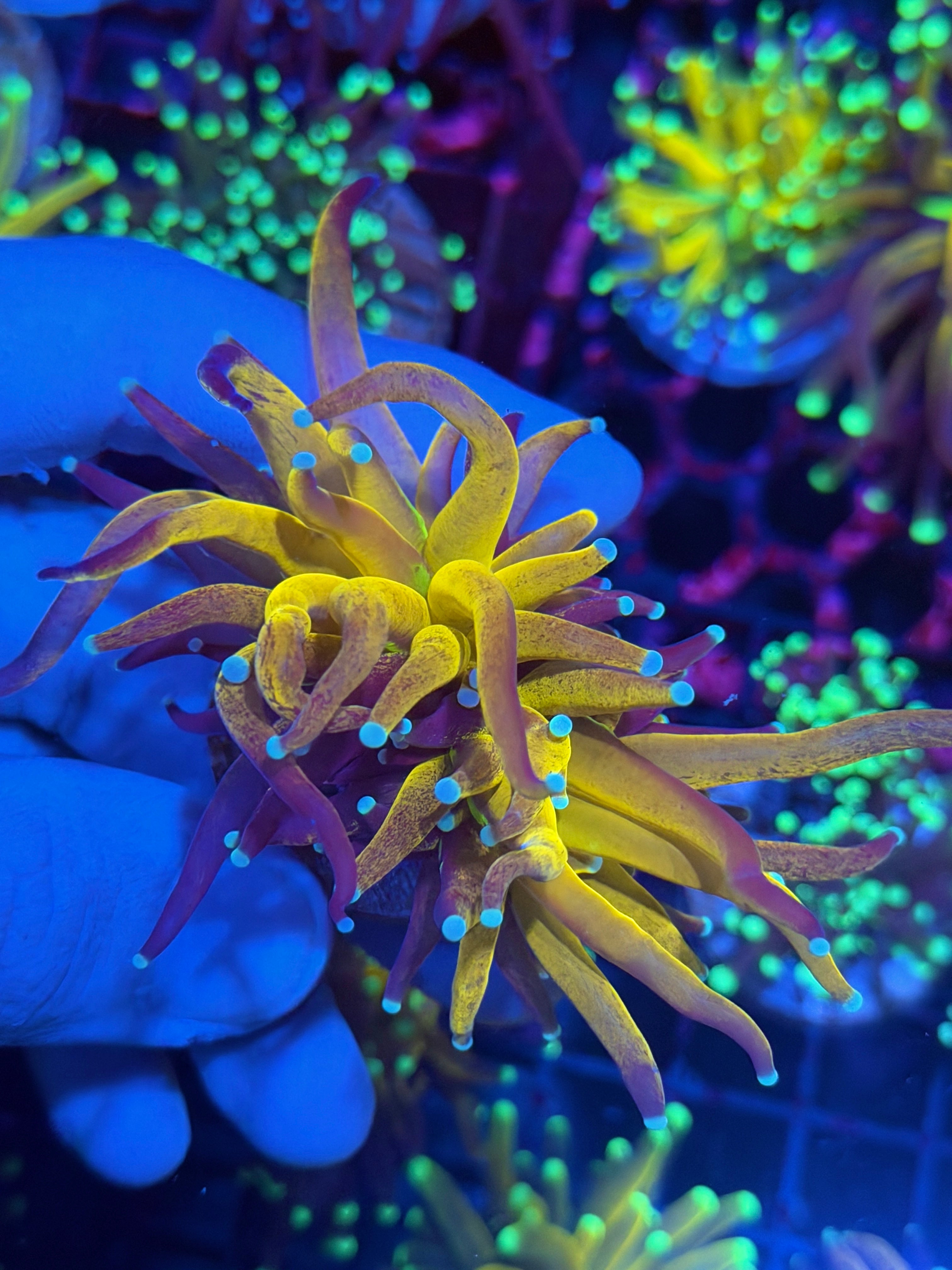 JEA Powder Blue Tip Tiger Torch Coral 1 Head Splitting (Branching) 12/1