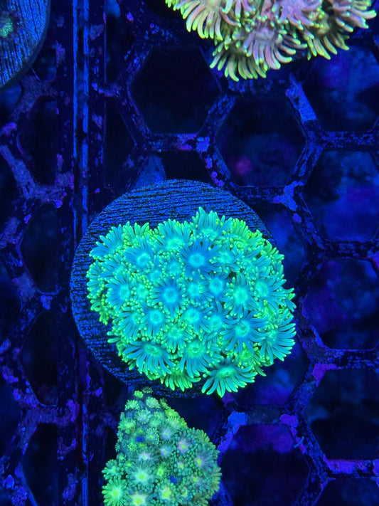 JEA Blueberry Tart Goniopora Coral