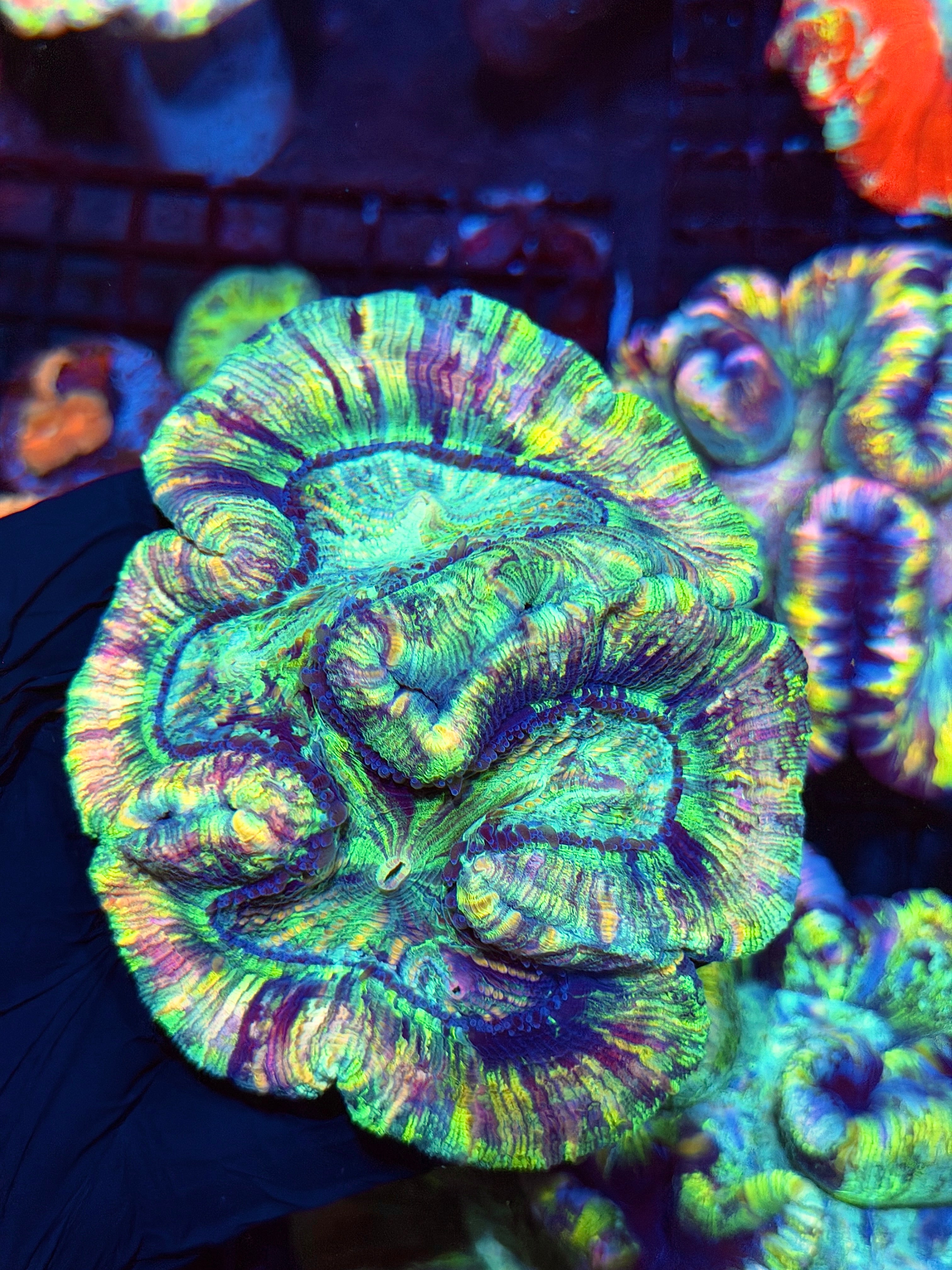 Rainbow Pastel Trachyphyllia Meat Coral XL