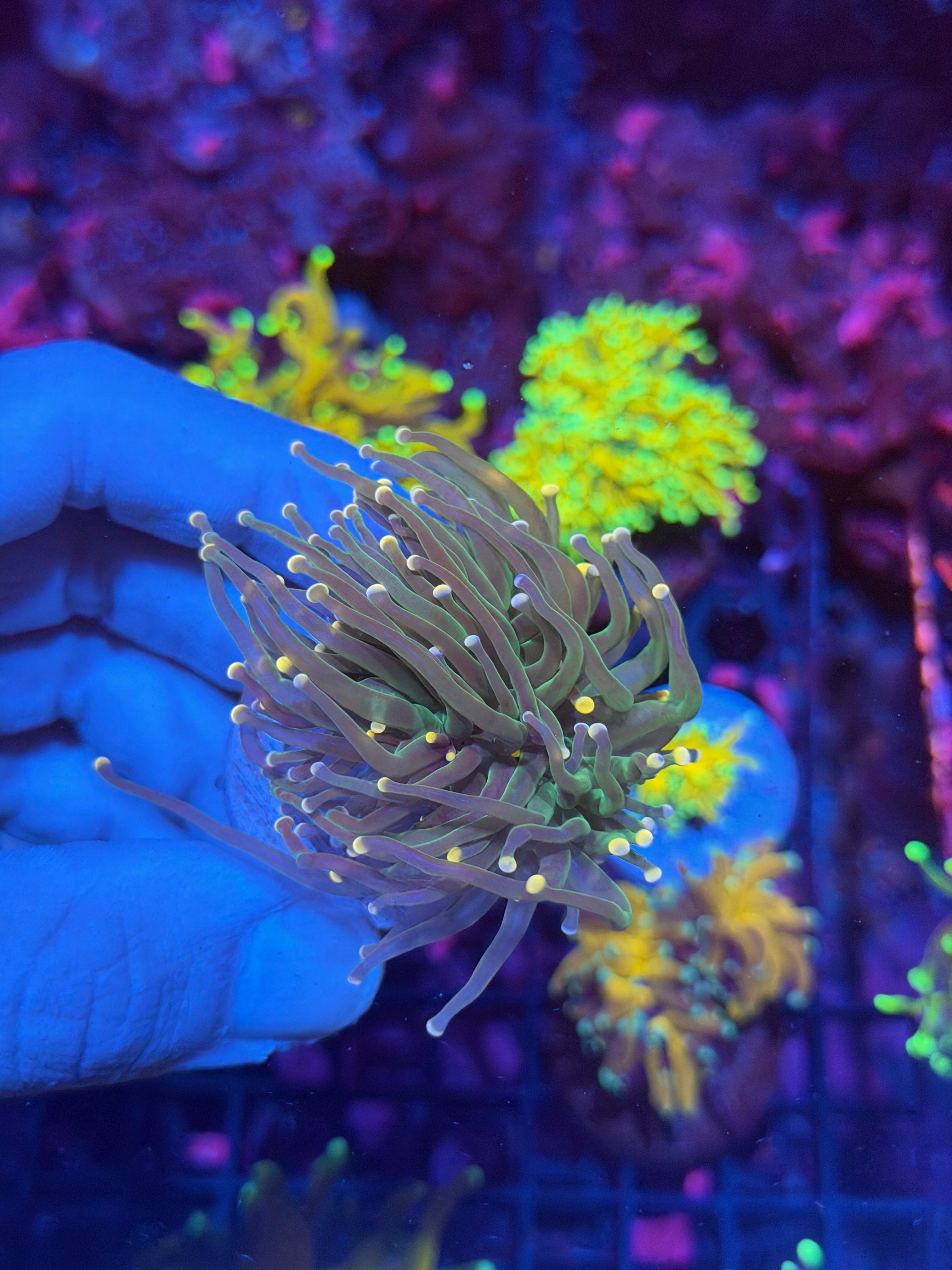 JEA Confetti Torch Coral 2 Heads XL 3 Color Tips 12/1