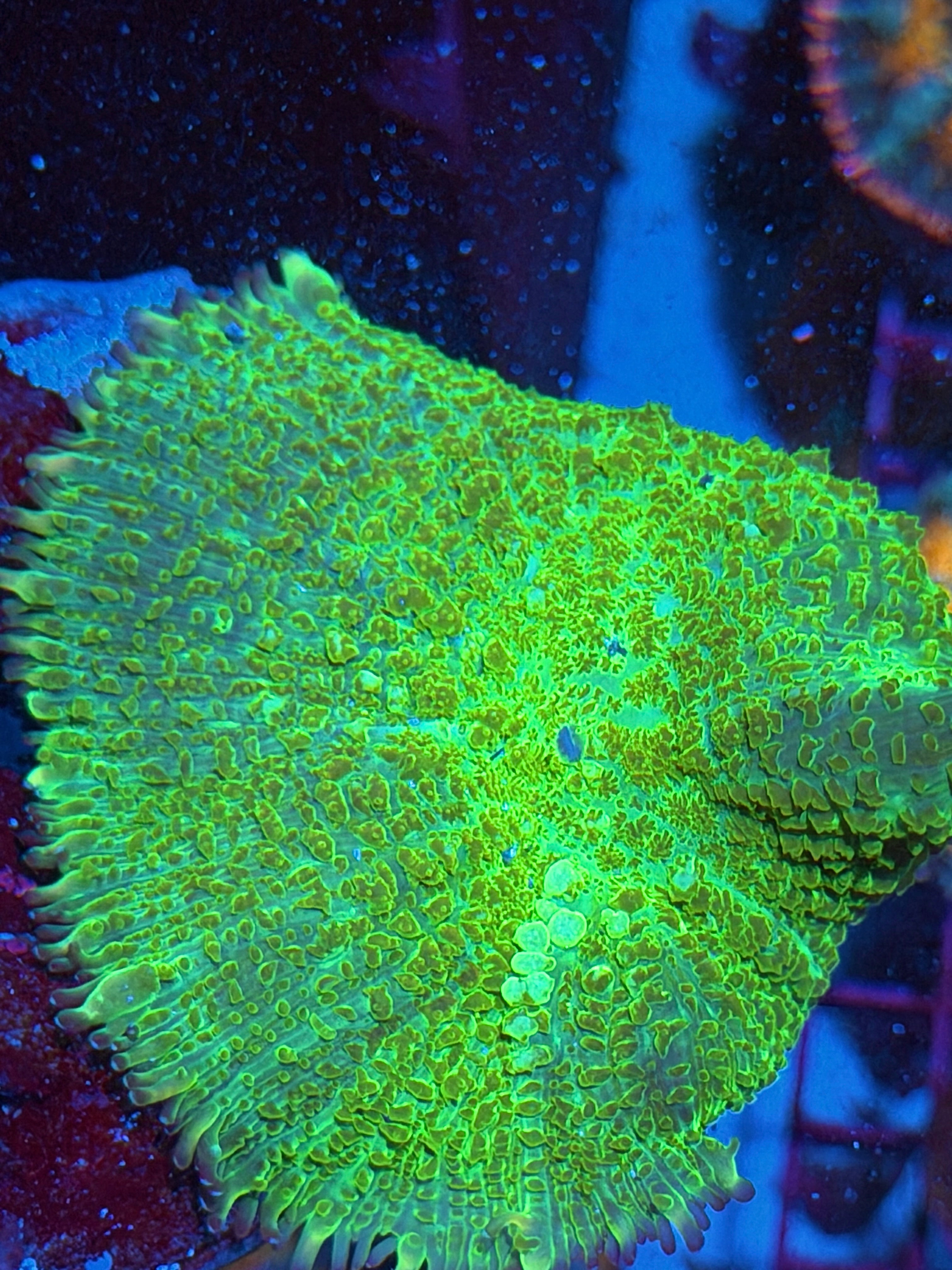 JEA TMNT Bounce Mushroom Coral XXXL 4”