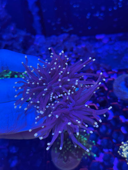 Jay's Exotic Coral Auctions