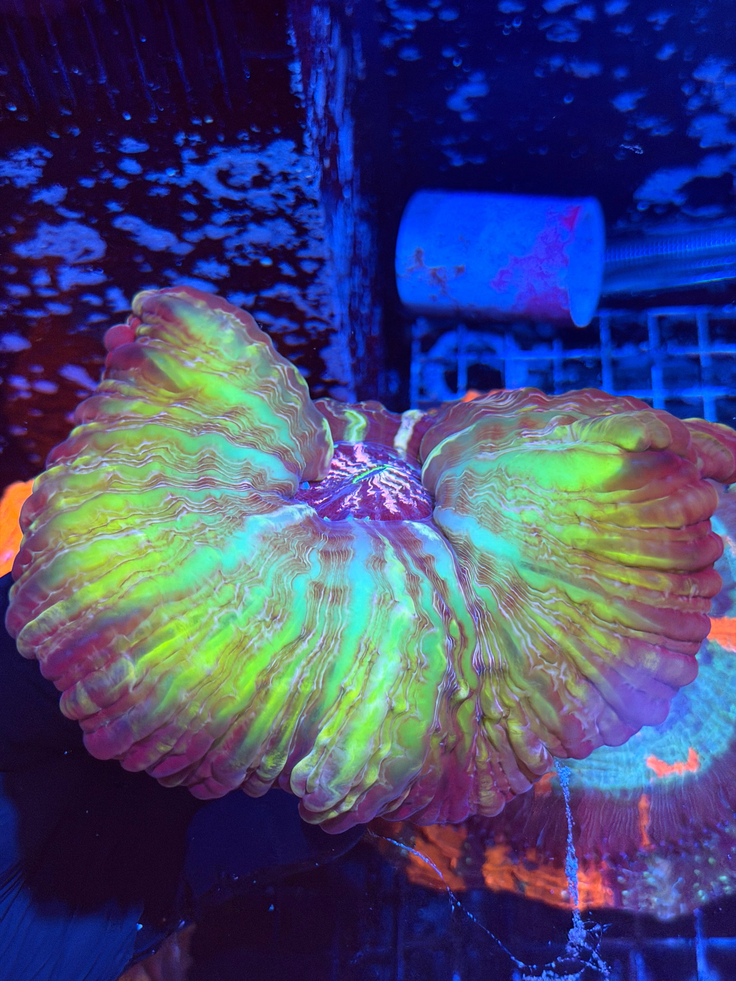 Psychedelic Cynarina Meat Coral XXXL Show Piece