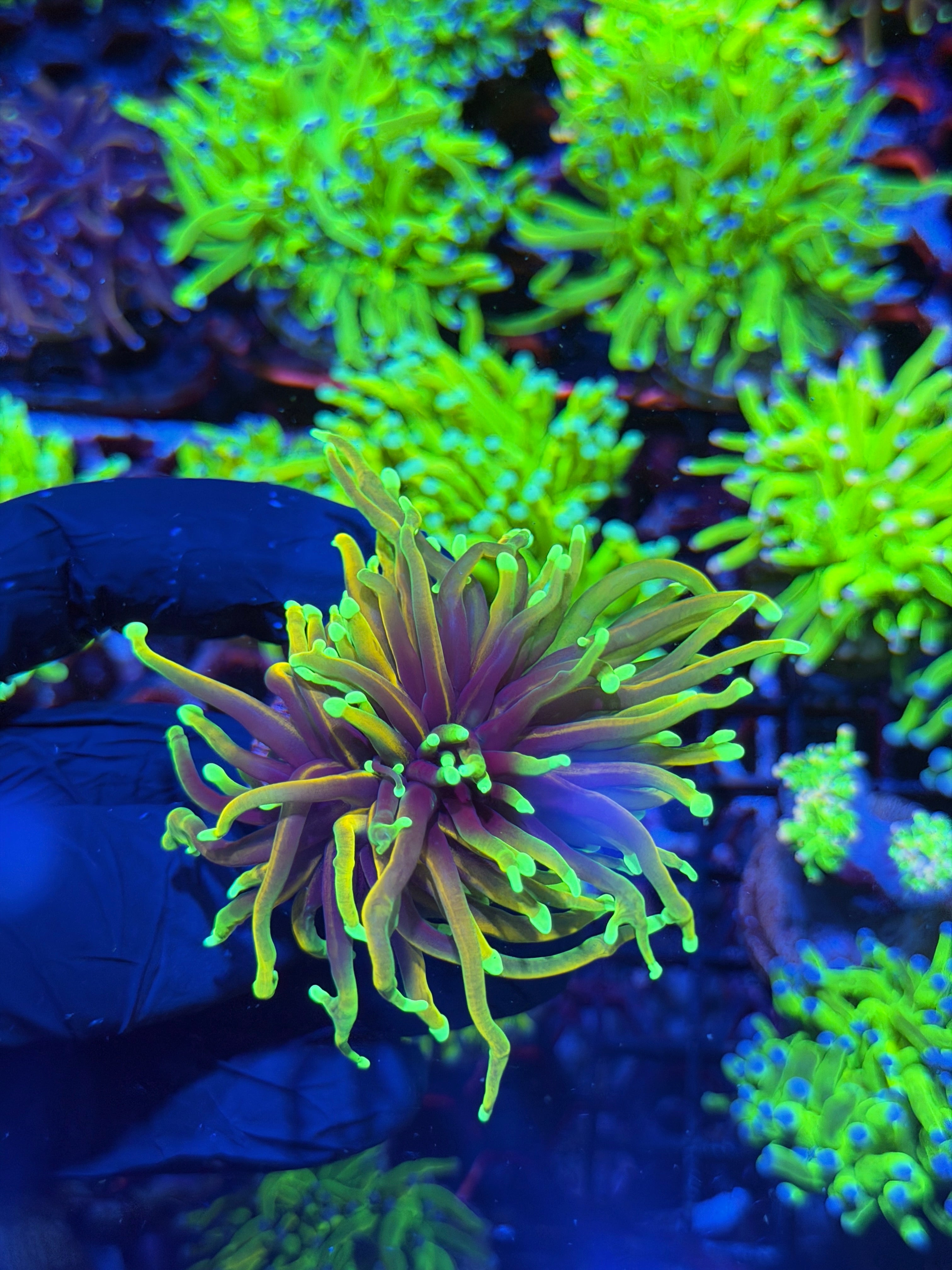 JEA Freezer Burn Torch Coral 1 Head