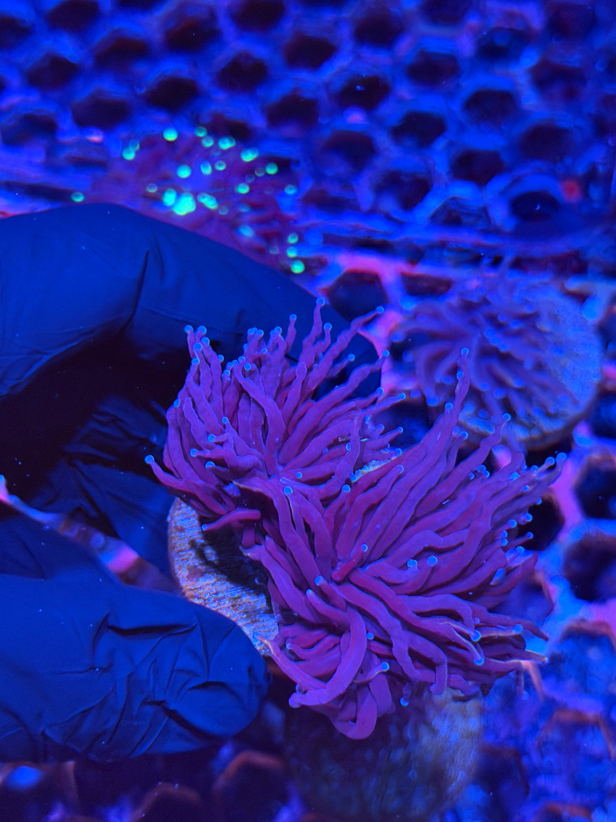 JEA Nightmare Torch Coral 2 Heads XL 9/21
