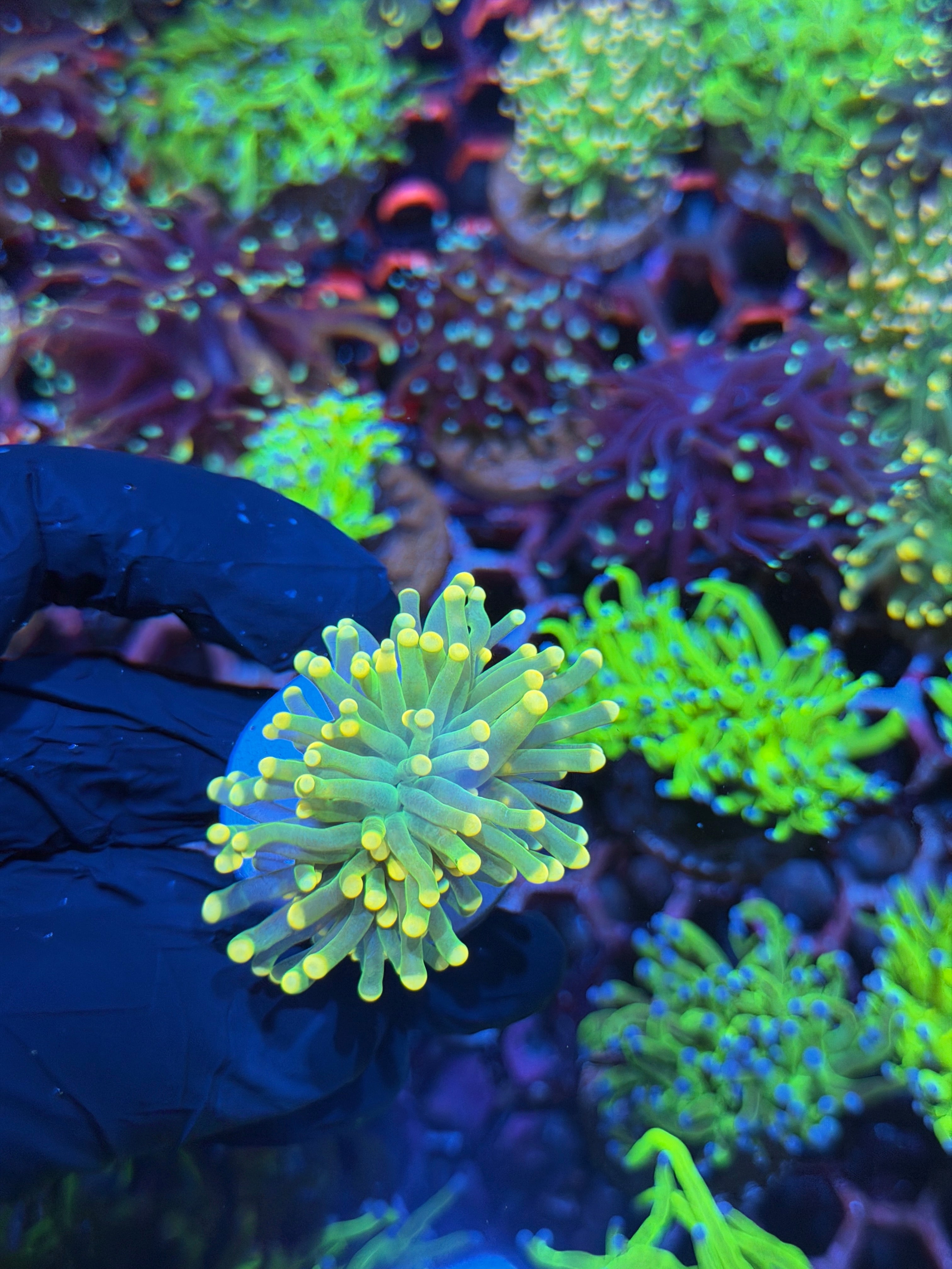 JEA Yellow Sparkler Torch Coral 1 Head