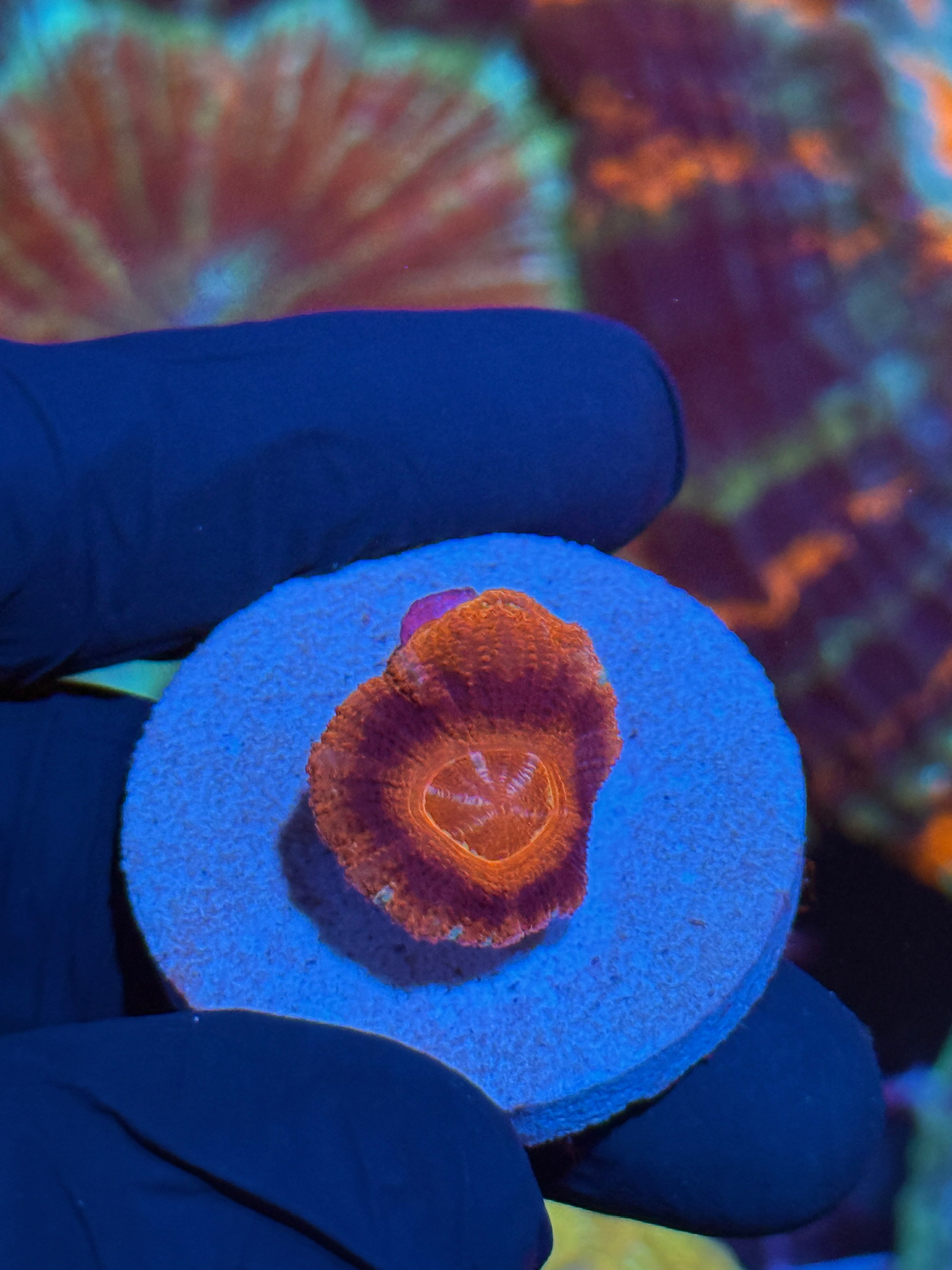 JEA Dante’s Inferno Asian Acans 2 Heads