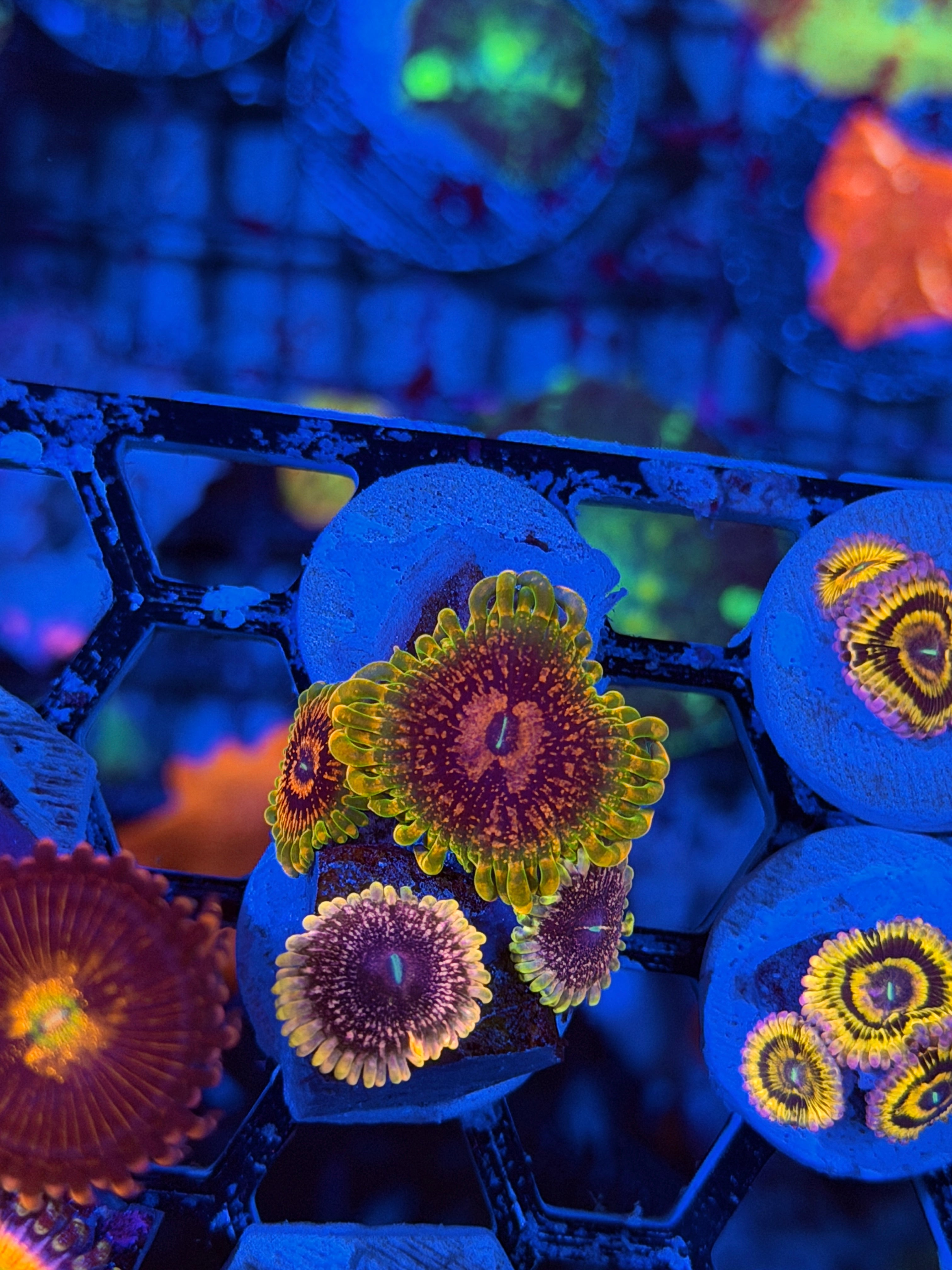 GMK Grand Master Krakatoa Zoanthid Coral 2 XL Polyps 2/24