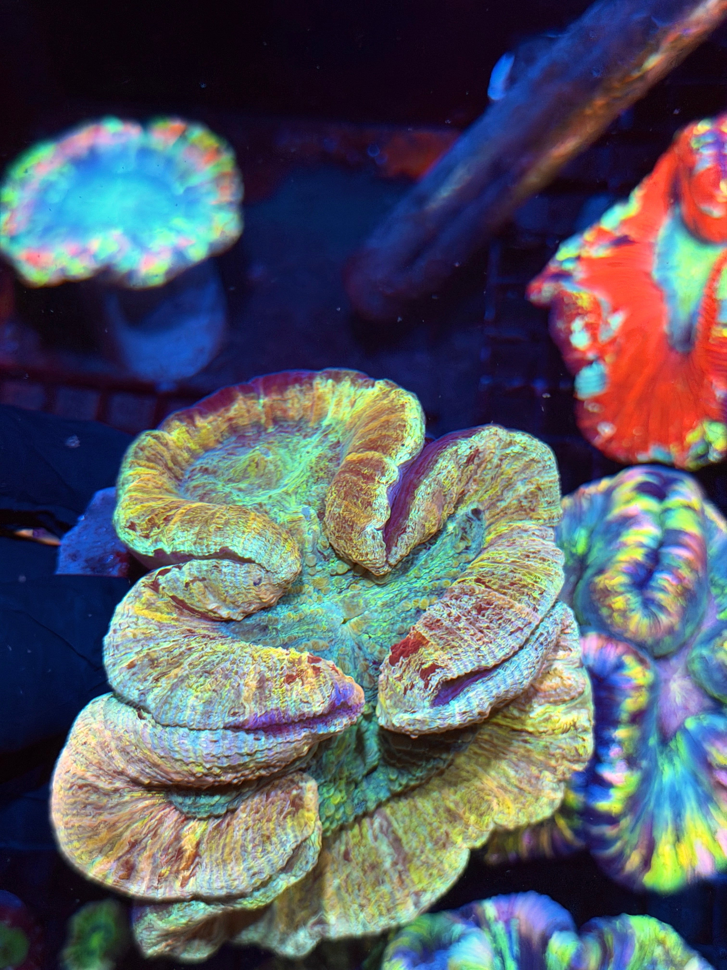 Unique Trachyphyllia Meat Coral XXL Show Size