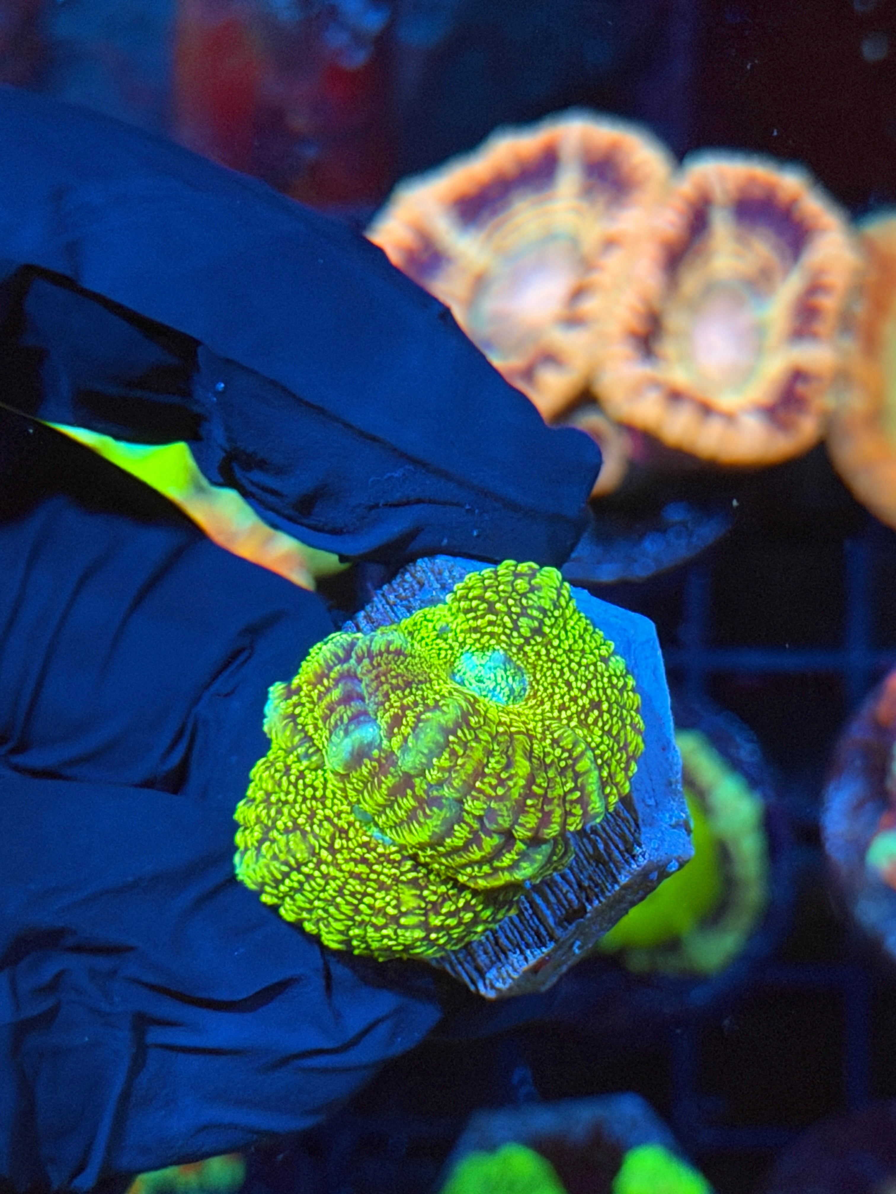 JEA Cosmic Glitter Asian Acan 2 Heads ( LAST FRAG AVAILABLE) 2/25