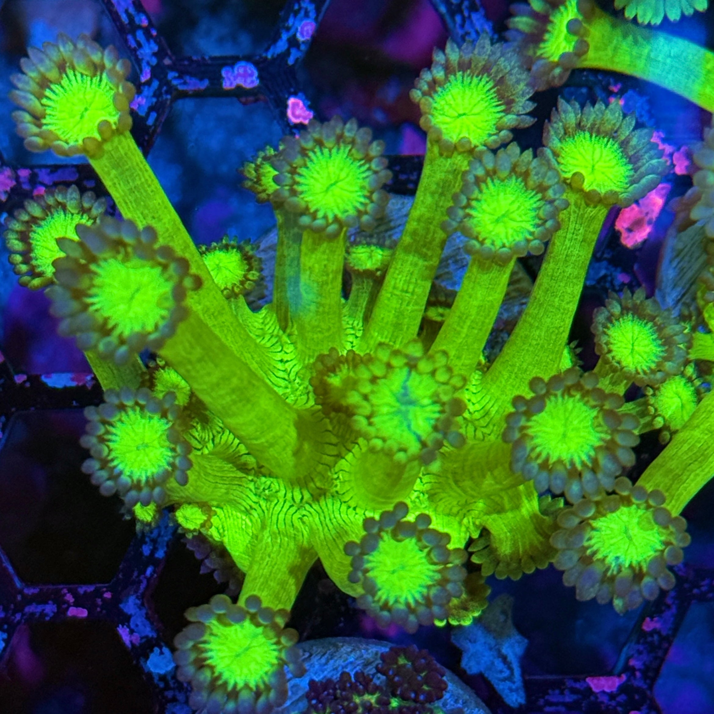 JEA Glo Stick Goniopora Coral XL Frag