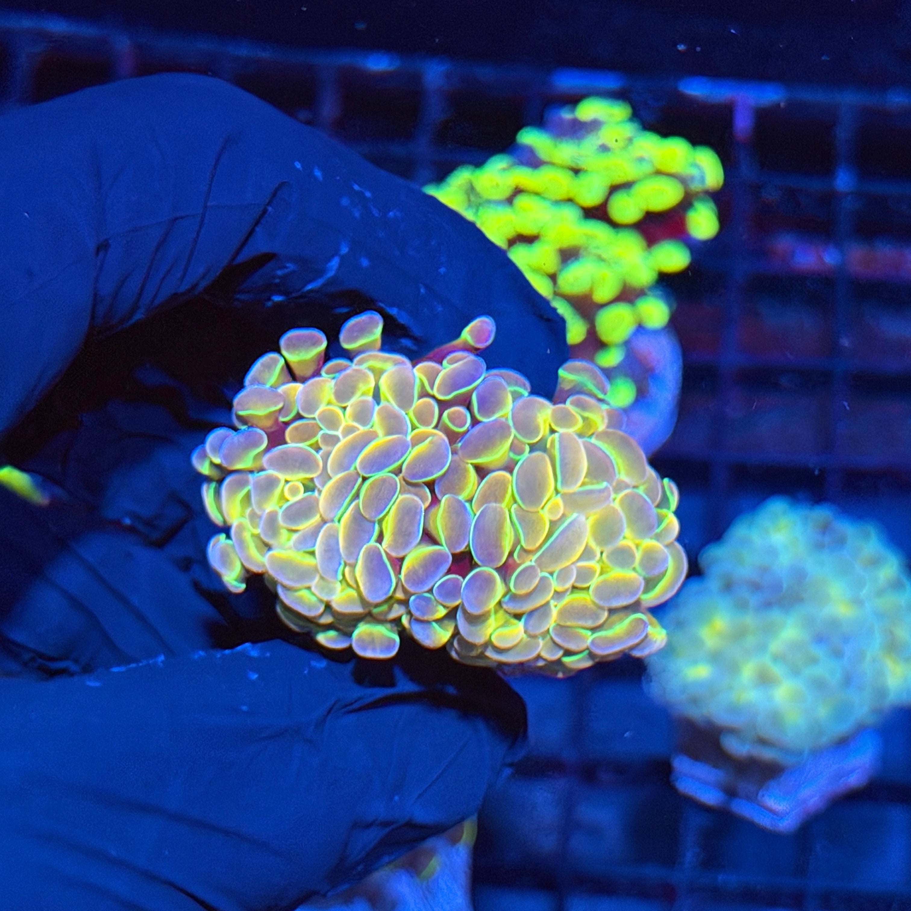 Jay's Exotic Corals