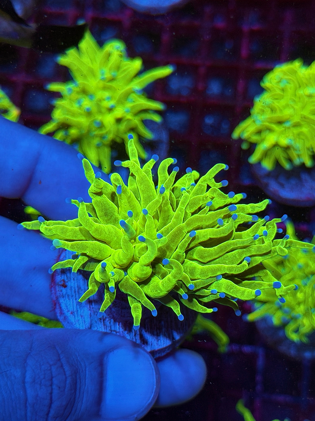 JEA Holy Grail Torch Coral 1 XL Head 10/20