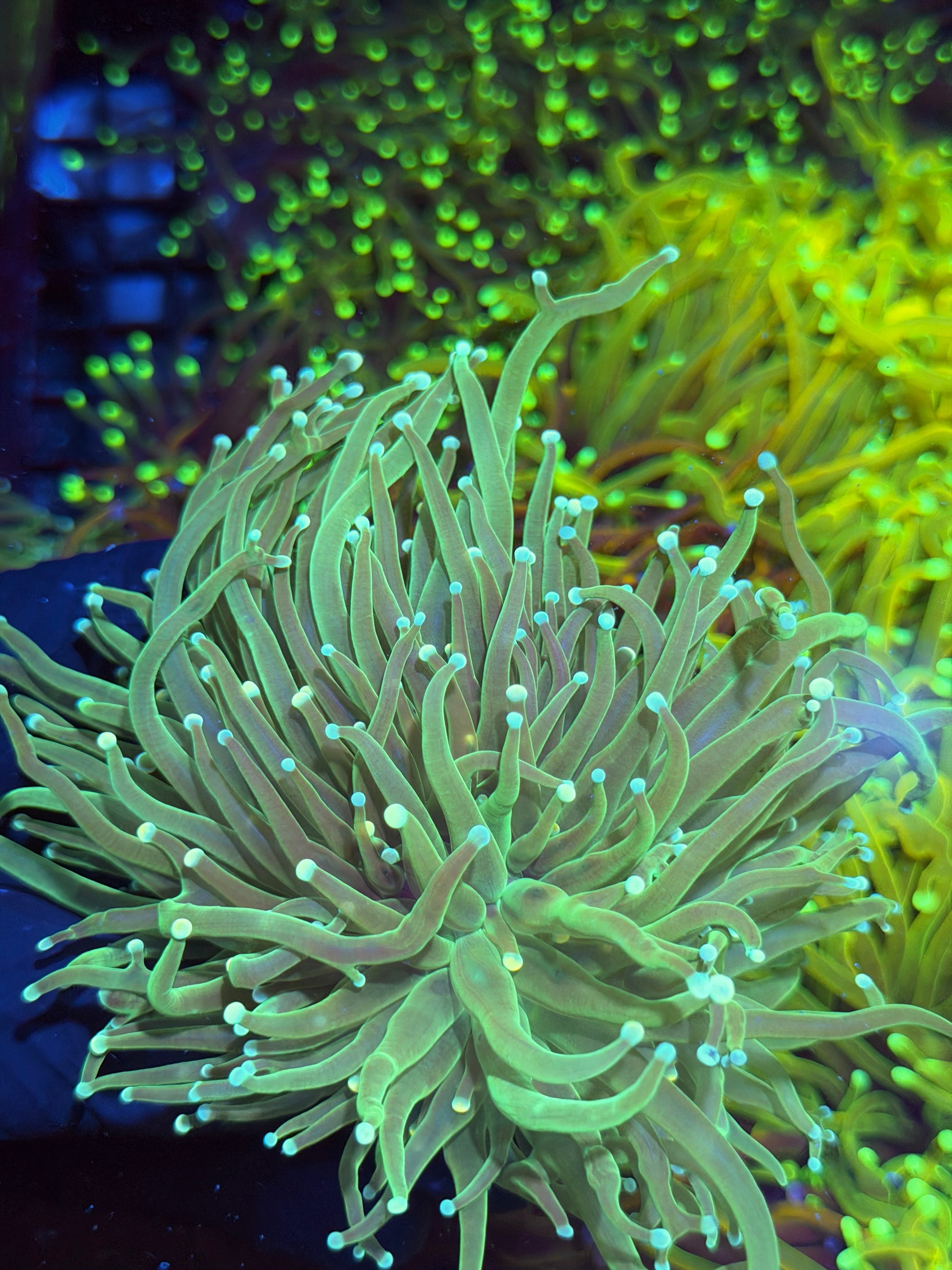 JEA Jedi Master Torch Coral Splitting 3 Heads XXL