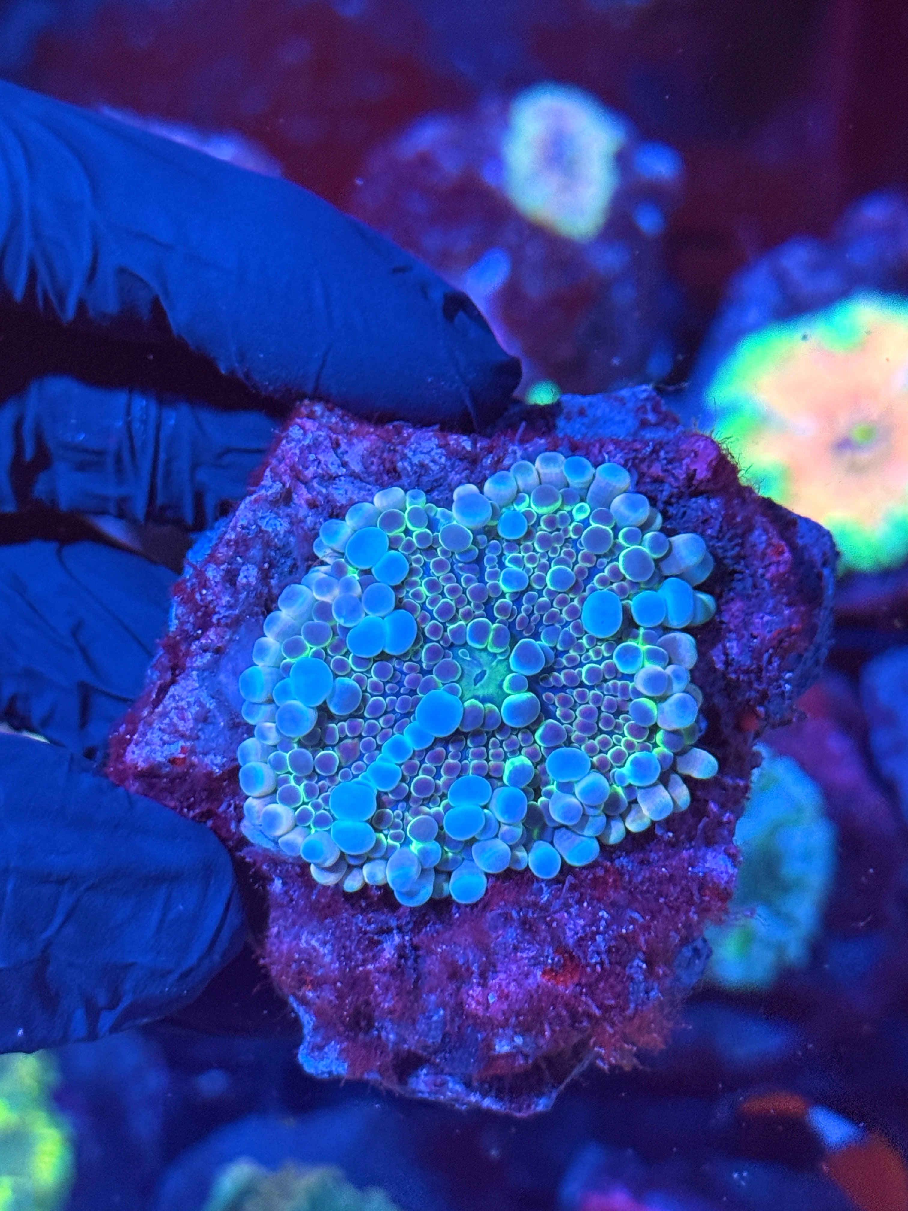JEA Mega Man Gumball Yuma Mushroom Coral