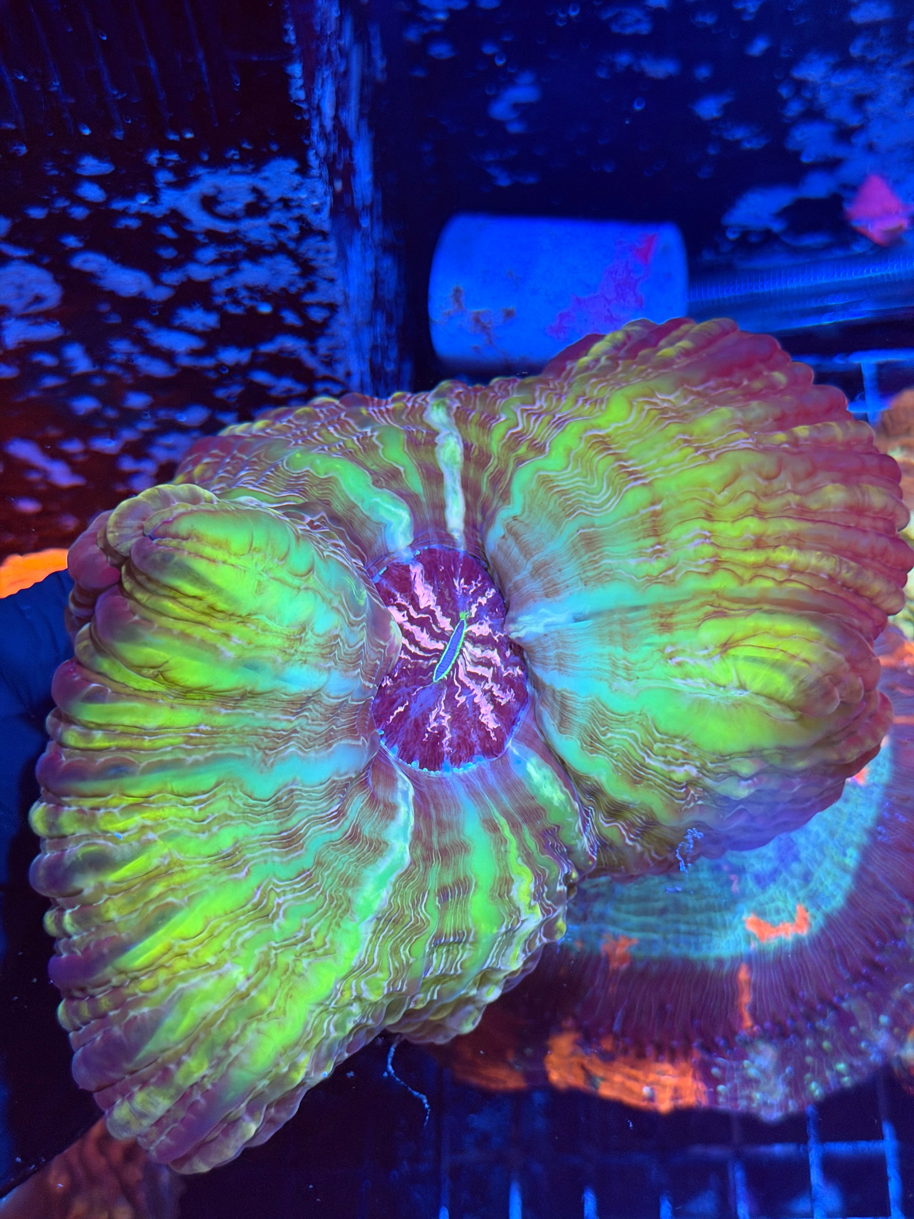 Psychedelic Cynarina Meat Coral XXXL Show Piece