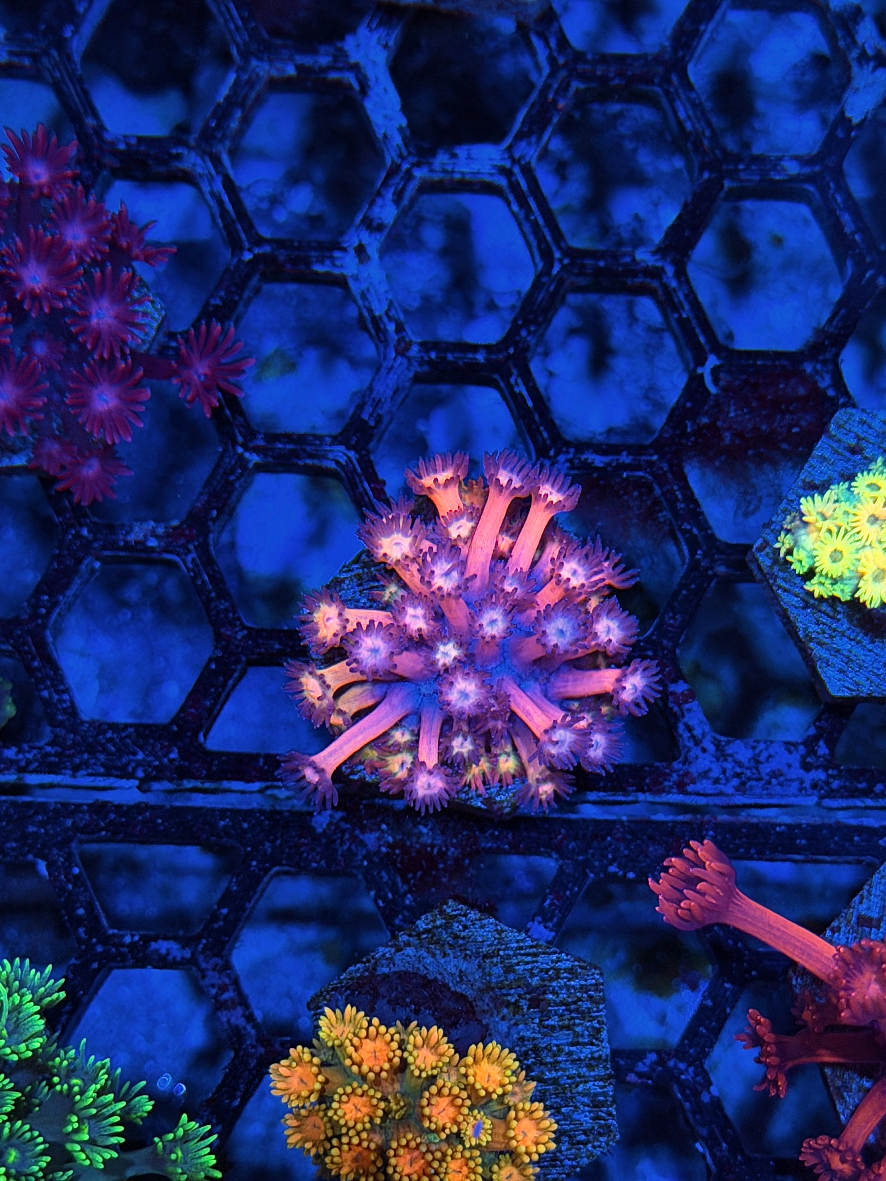 JEA Fireworks Goniopora Coral