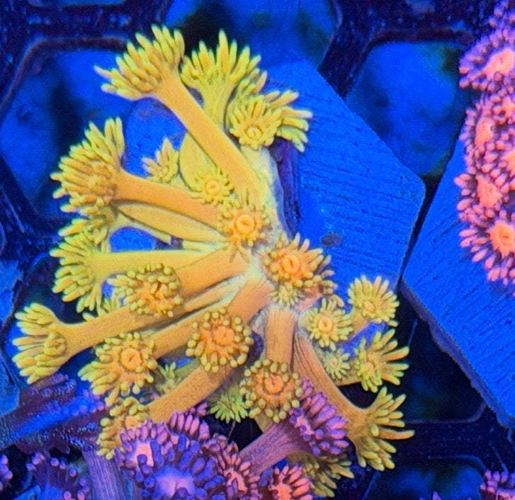 JEA Sun God Goniopora Coral *New Release* 7/15