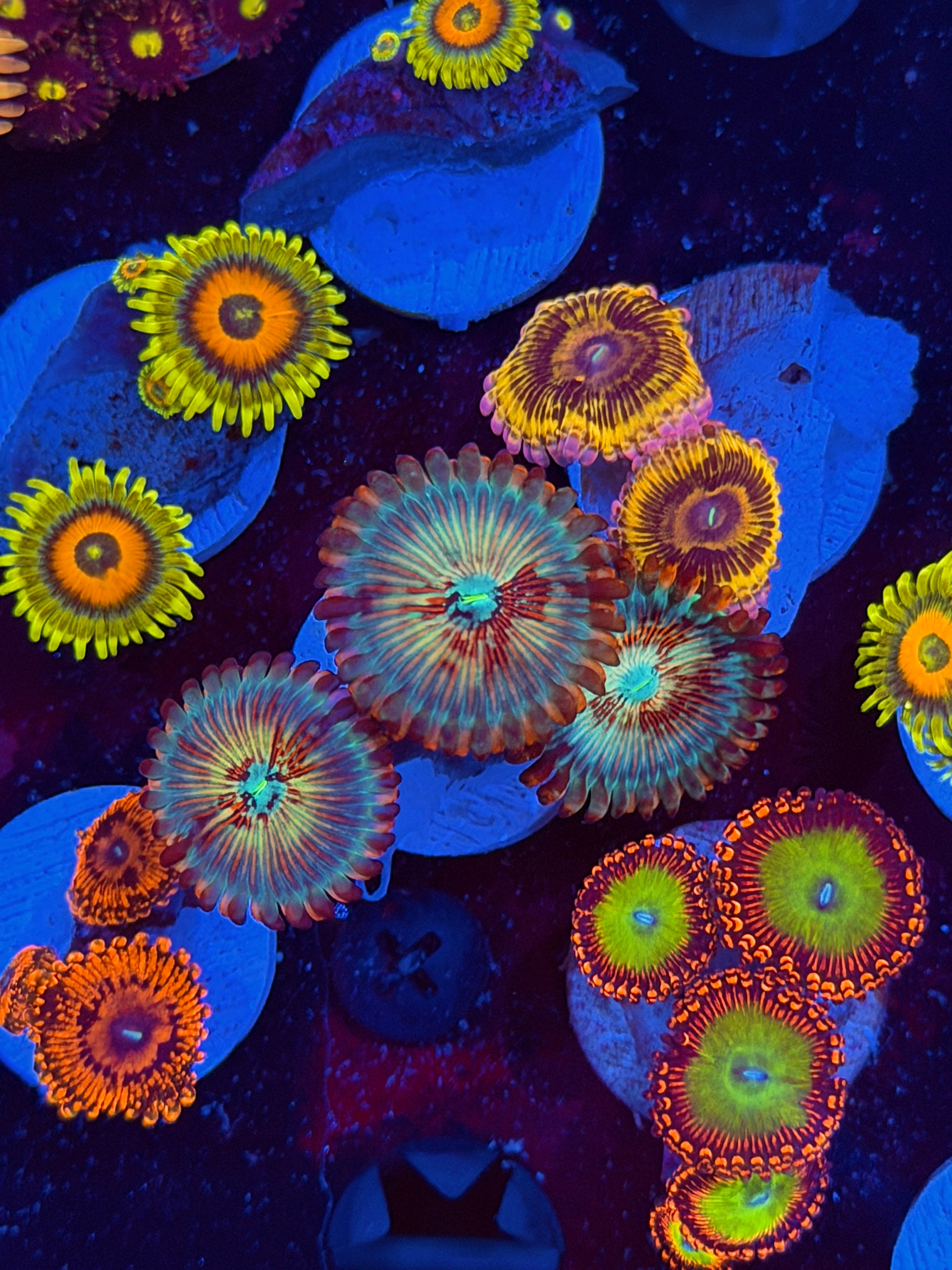 JEA White Zombie Zoanthid Coral 3 XL Polyps 5/2
