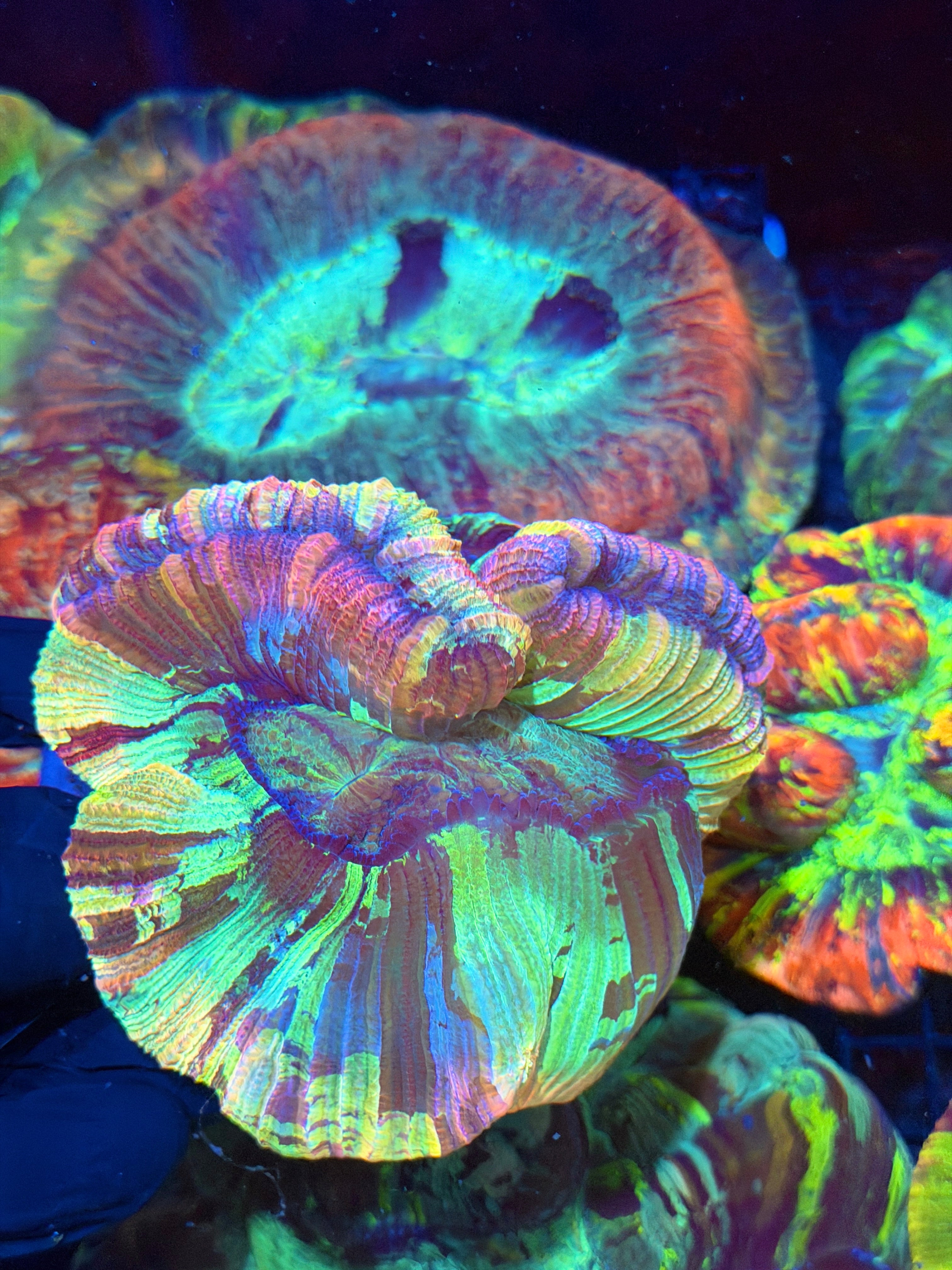 Pastel Rainbow Trachyphyllia Meat Coral XXL Show Size
