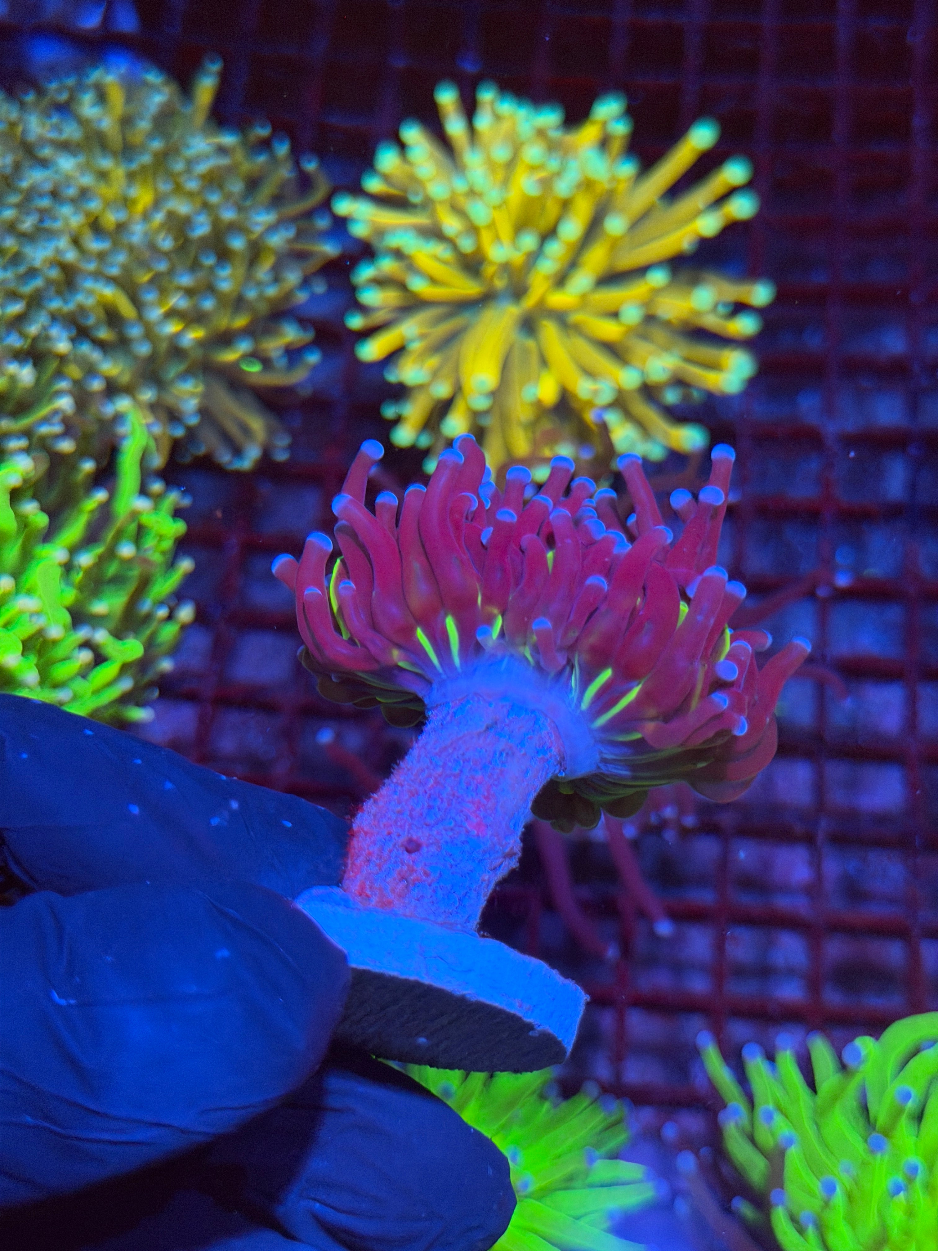 JEA Death Star Holy Grail Grail Torch Coral 1 XL Head 9/6