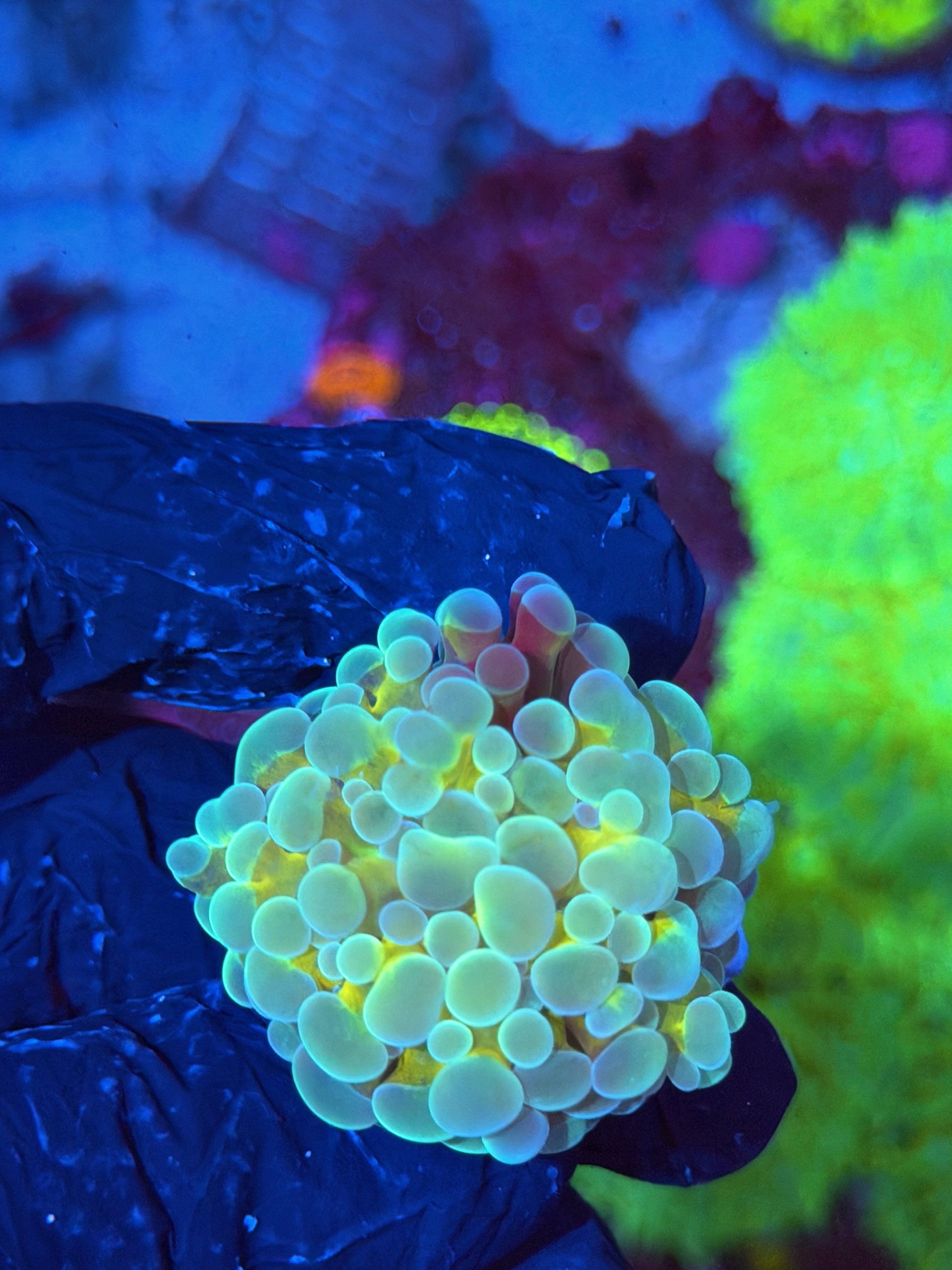 JEA Thors Hammer Coral 1 XL Head