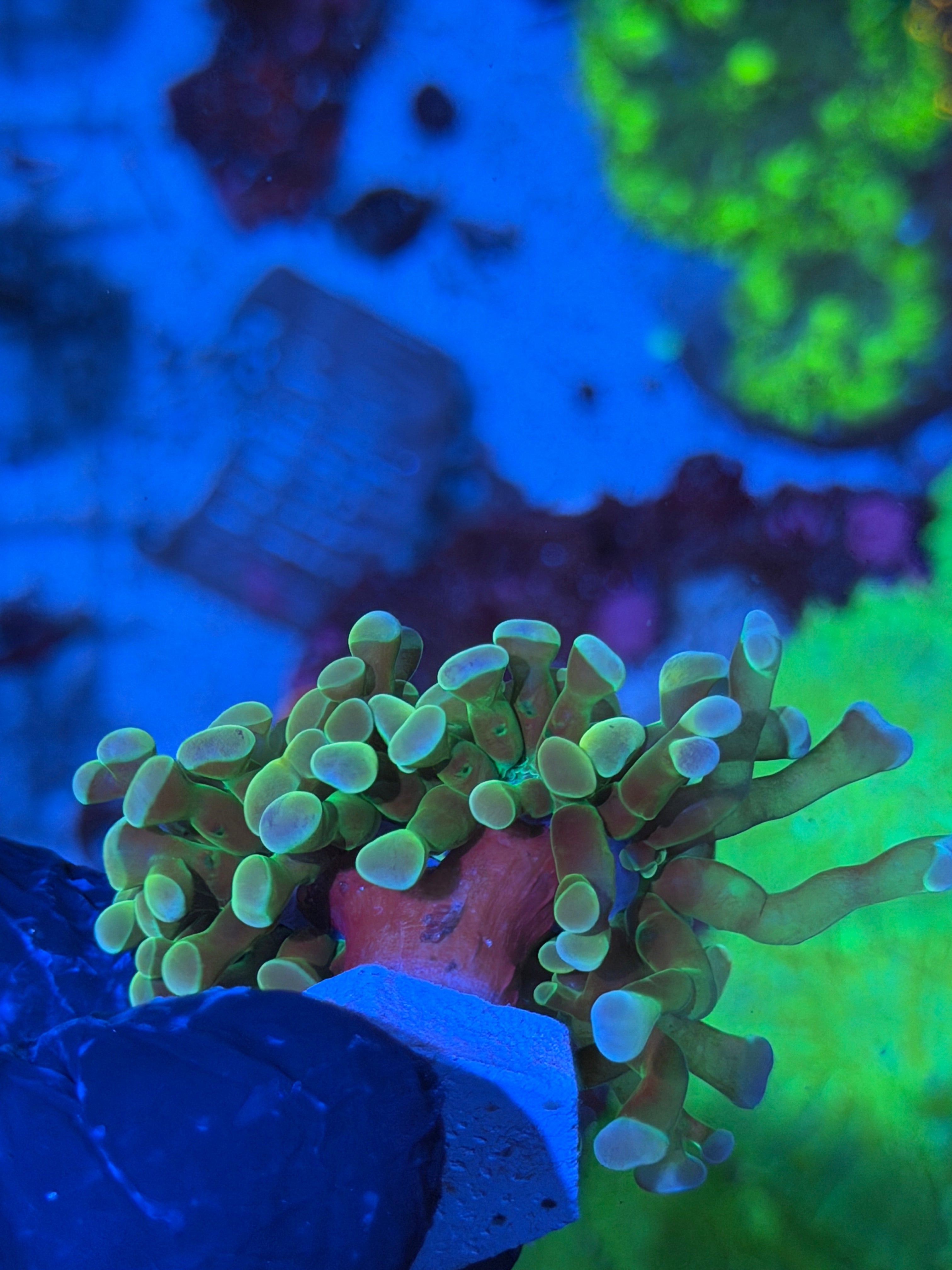 JEA Raygun Hammer Coral 2 Heads XL