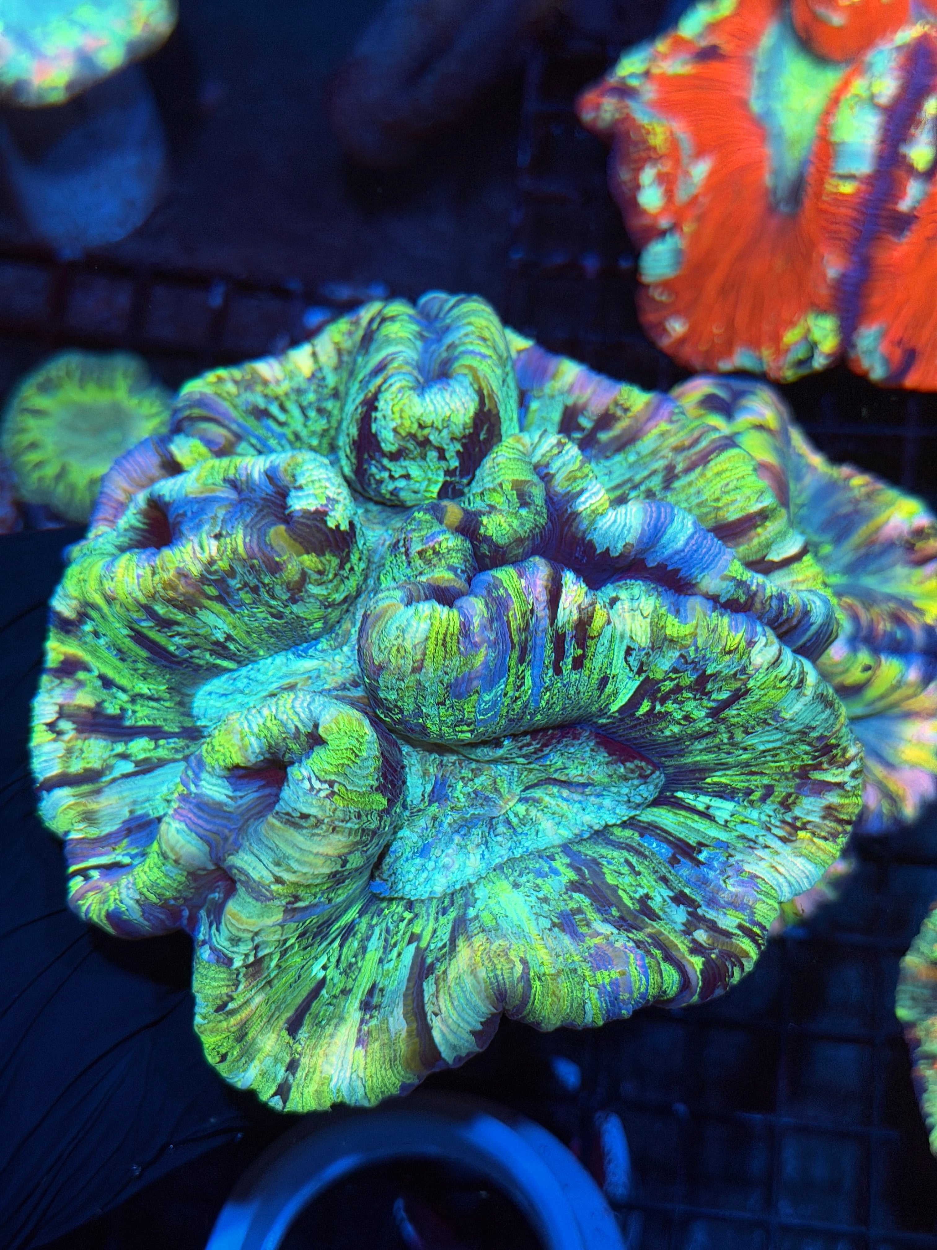 Rainbow Trachyphyllia Meat Coral XL Show Size