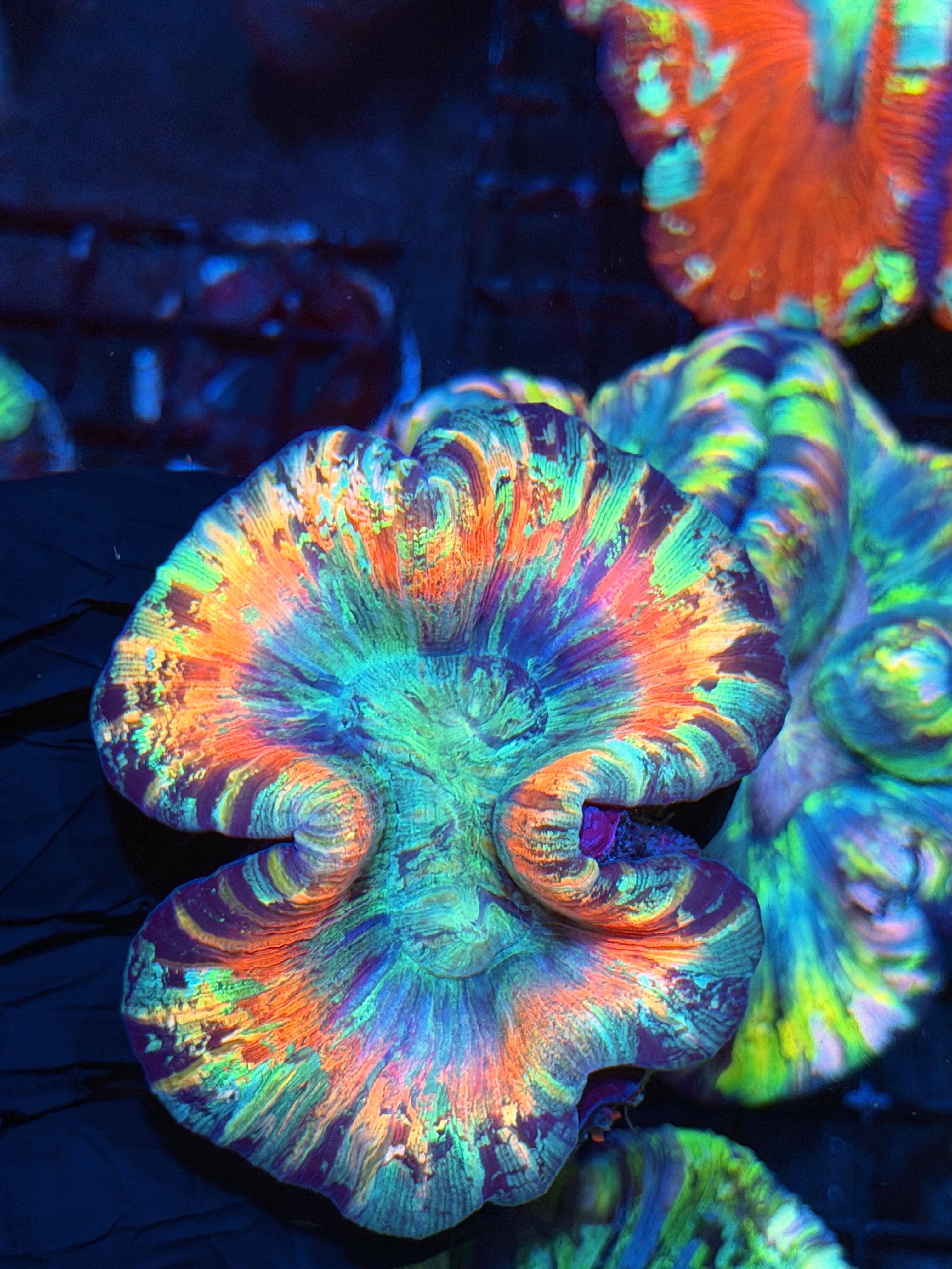 Rainbow Trachyphyllia Meat Coral 6/29