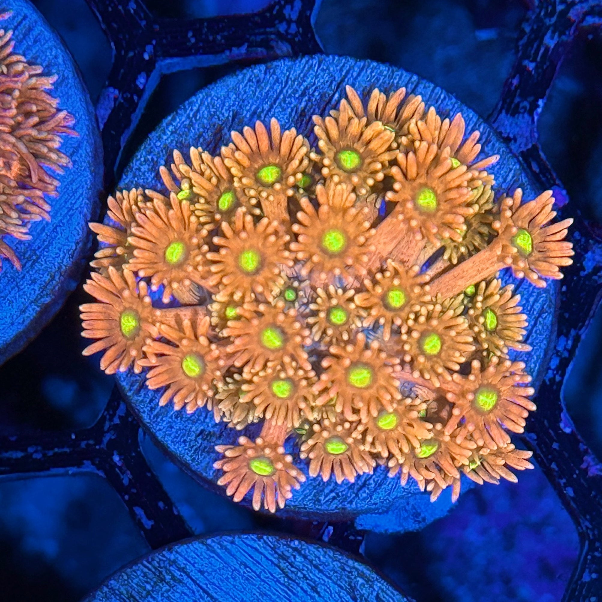 JEA Solar Flare Goniopora Coral Insanely Bright 10/12