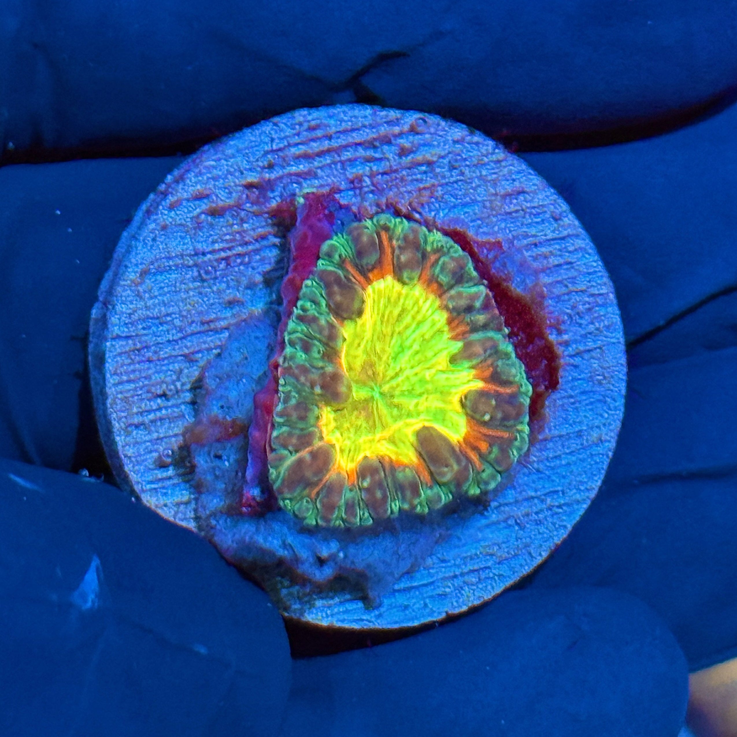 JEA TT Twister Blastomussa Coral