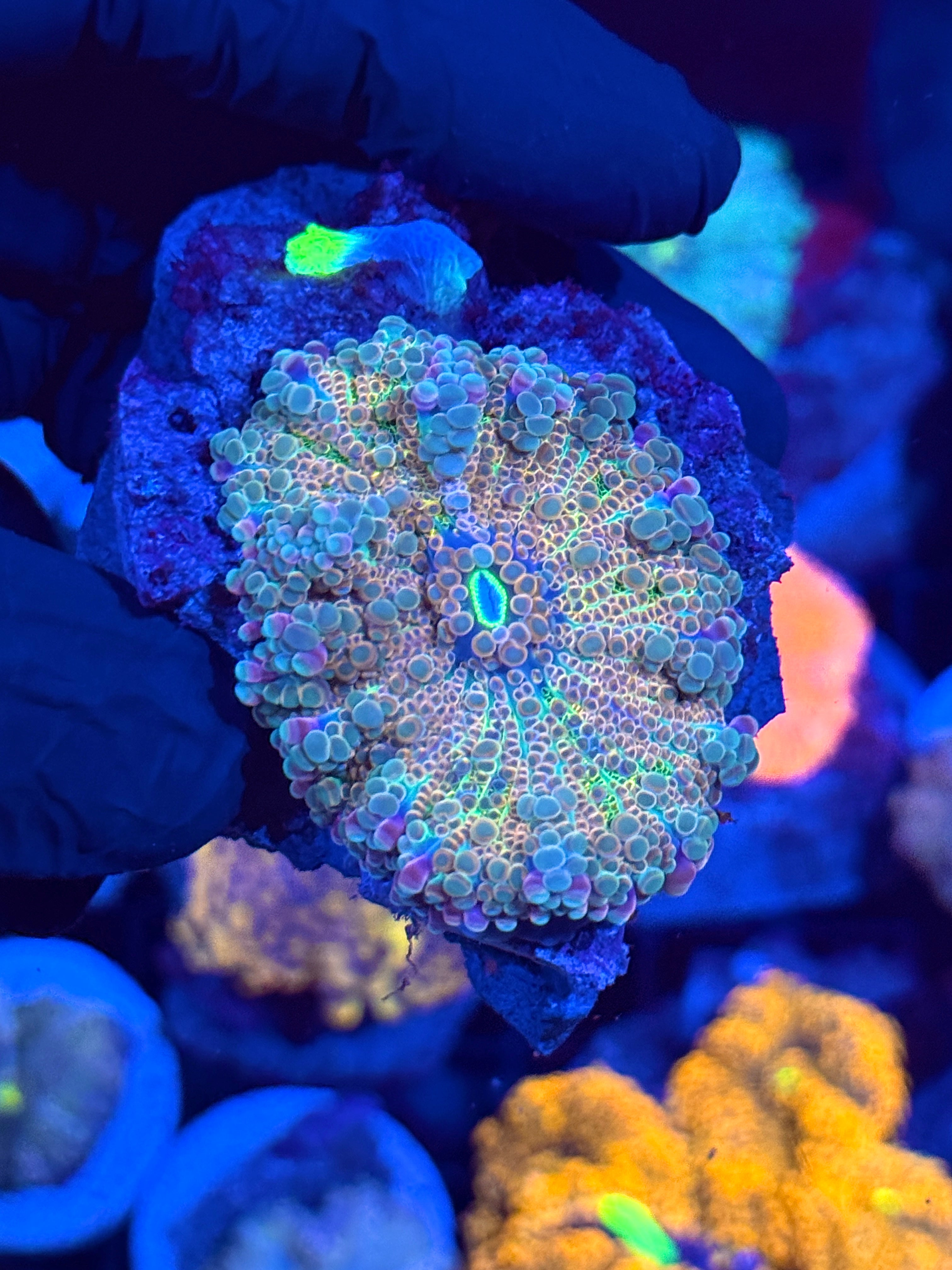 JEA Rainbow Sparkler Gumball Yuma Mushroom Coral XL with baby