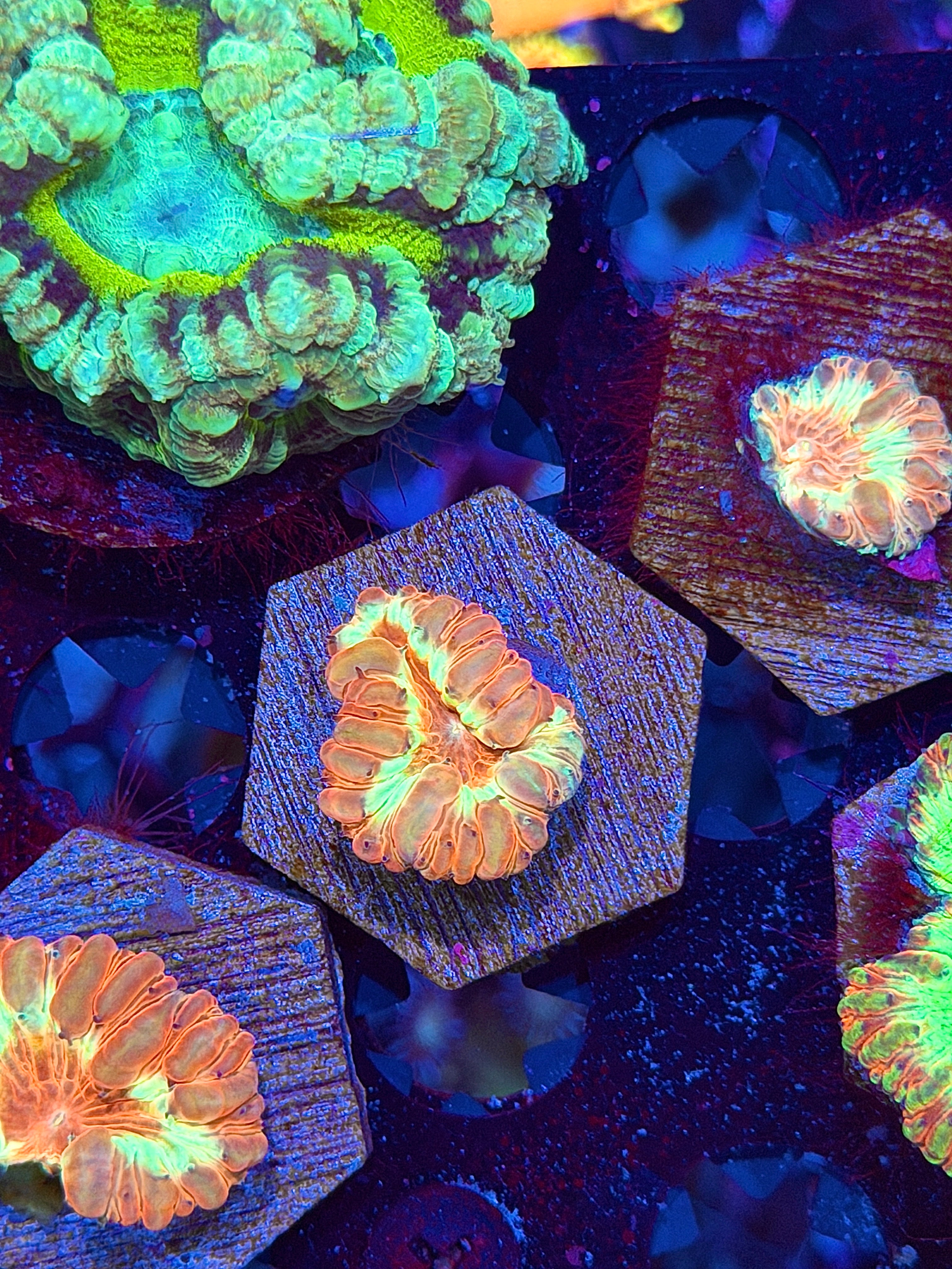 JEA Sunburst Blastomussa Coral 1 head *New Release* 8/7