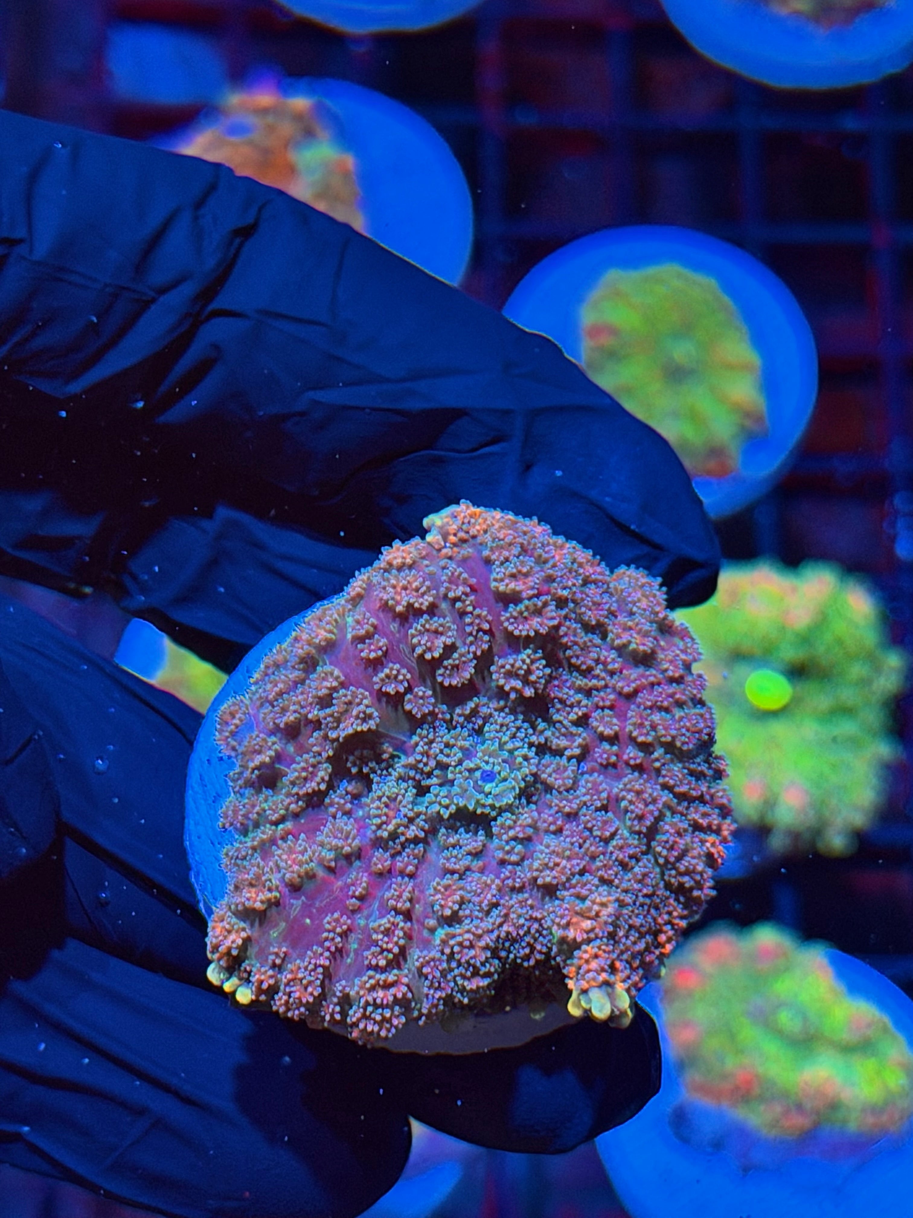 JEA Ghouls N Ghosts Bounce Mushroom Coral XL 8/6