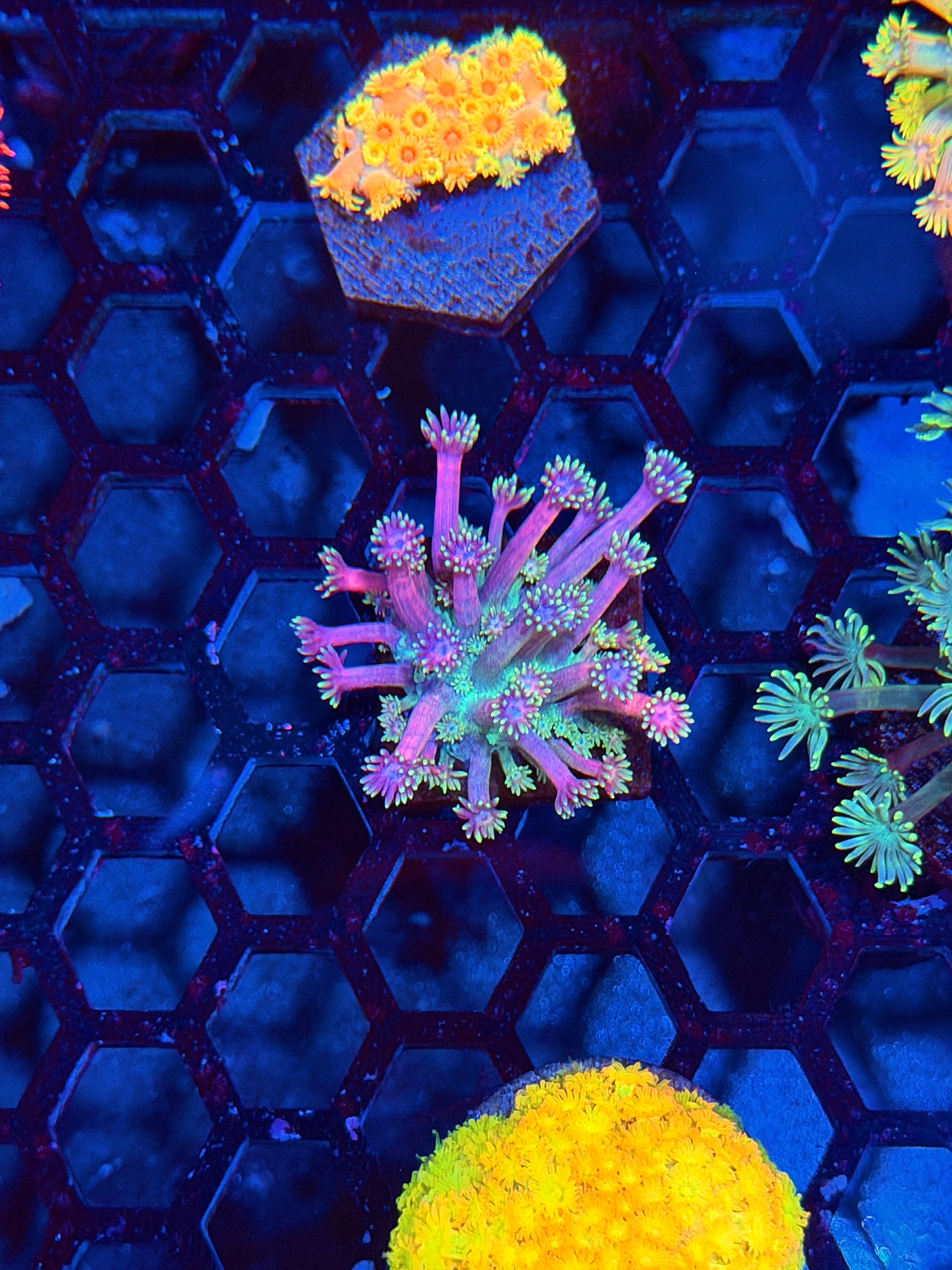 JEA Cosmic Rainbow Goniopora Coral