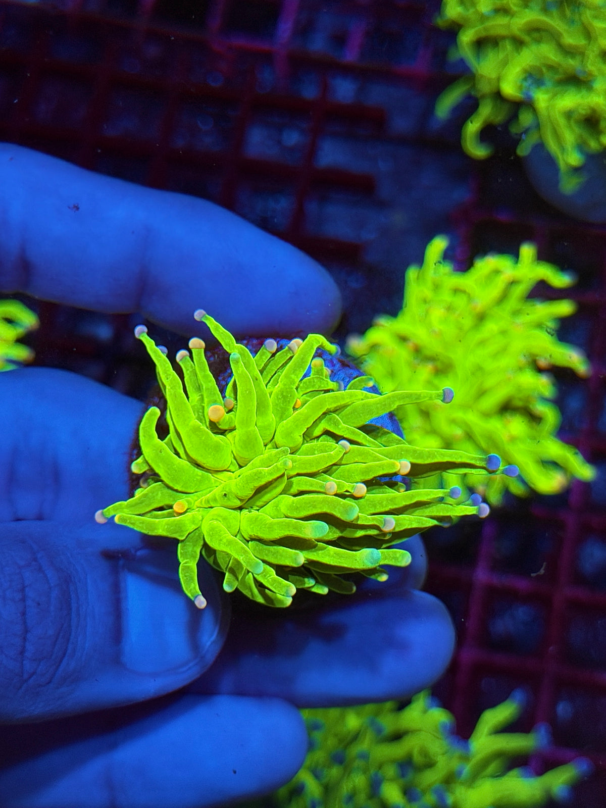 JEA Jelly Bean Holy Grail Torch Coral 10/24