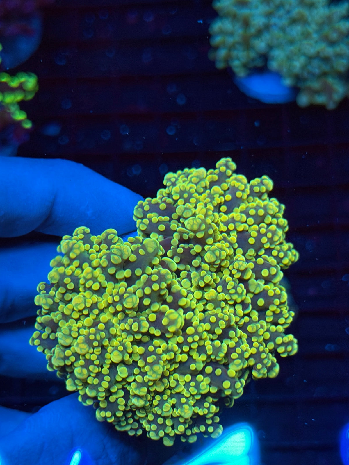 JEA Banana Frogspawn Coral Splitting 3 Ways 9/21