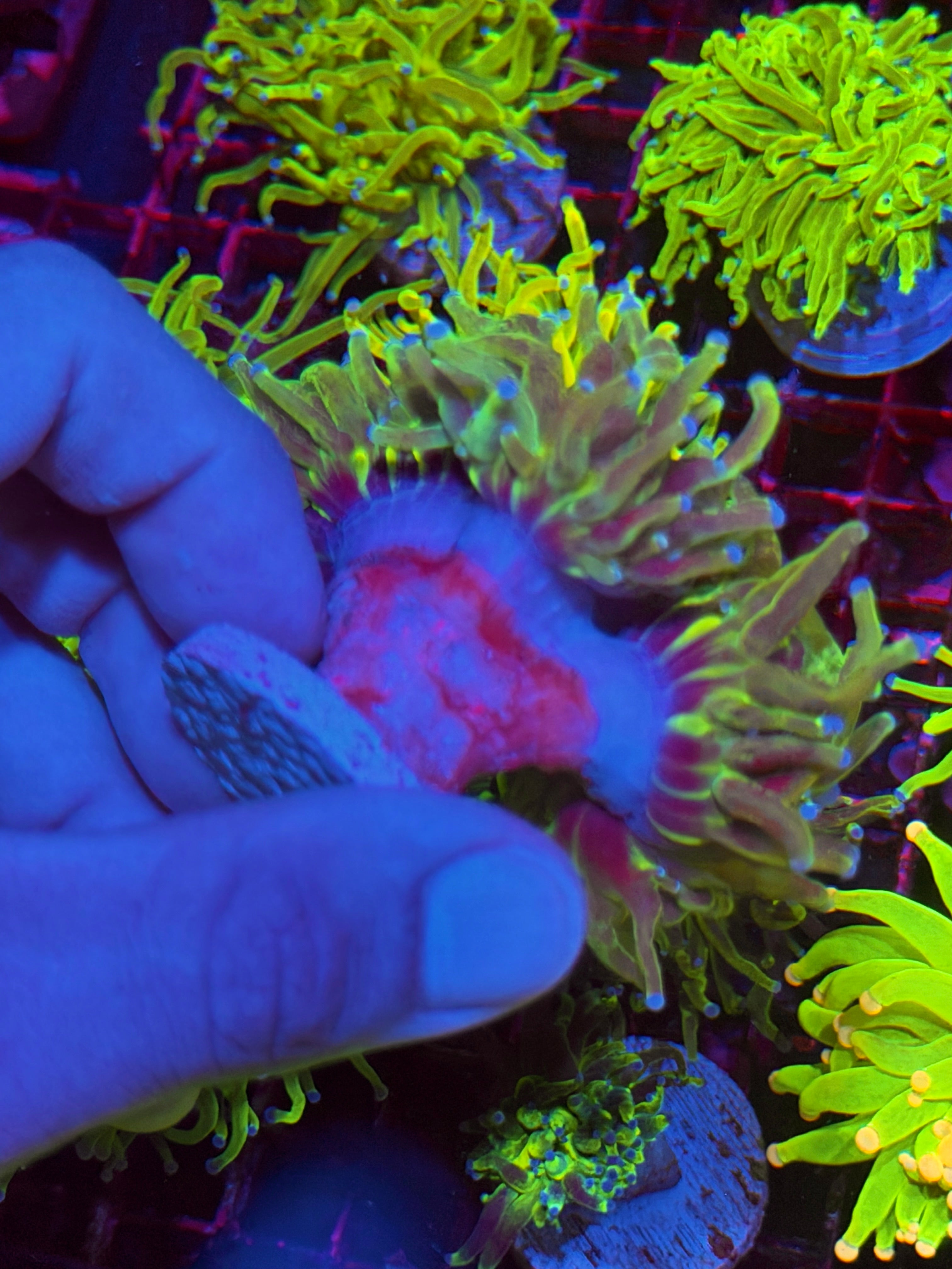 JEA Grafted Holy Grail Torch Coral 2 Heads XXXL Show Piece 6/4