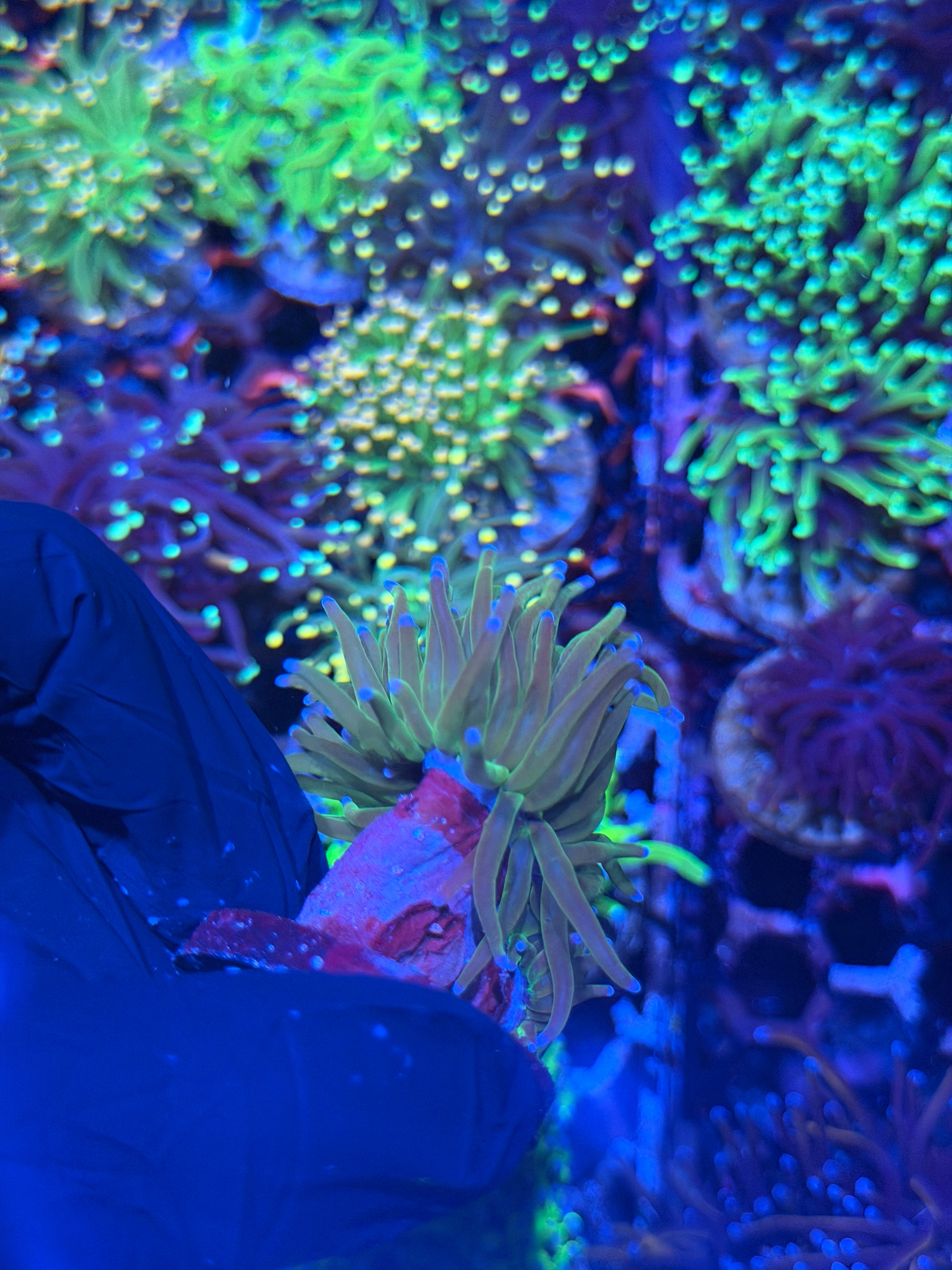 JEA Incredible Hulk Torch Coral 2 Heads XL 8/1